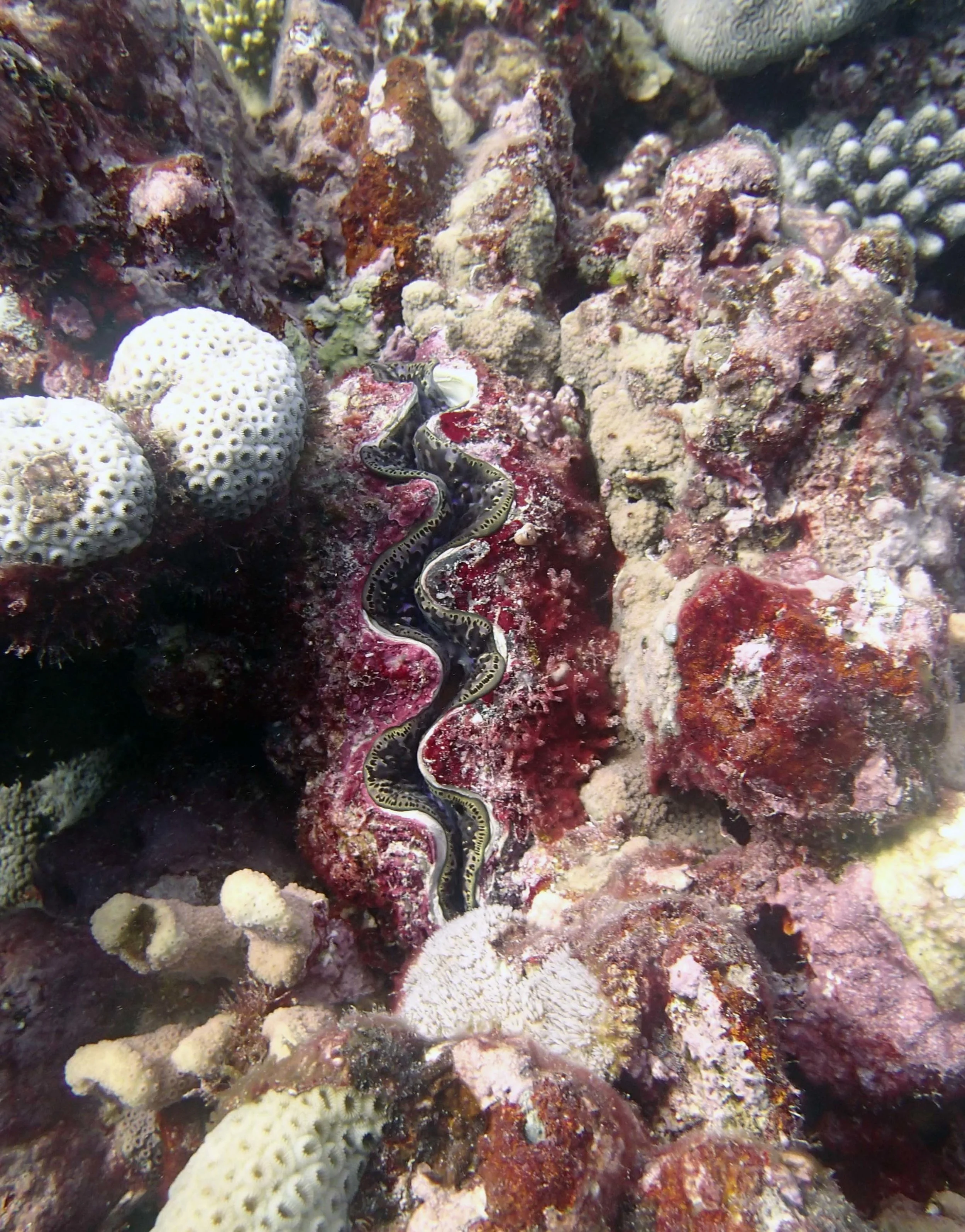 giant clam.jpg