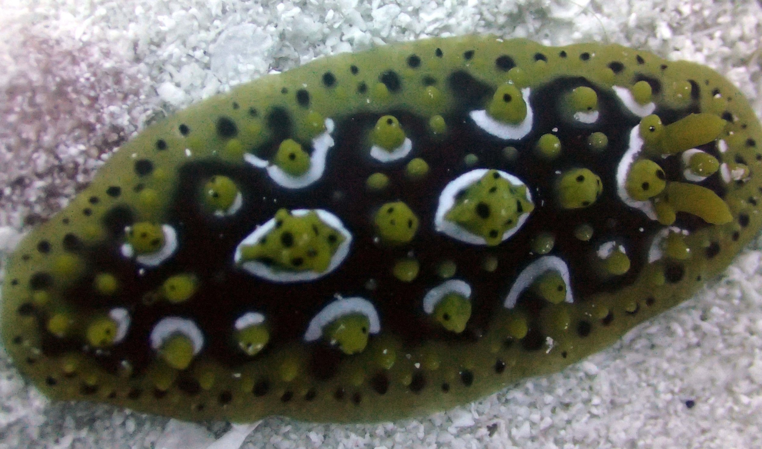 nudibranch 3.jpg