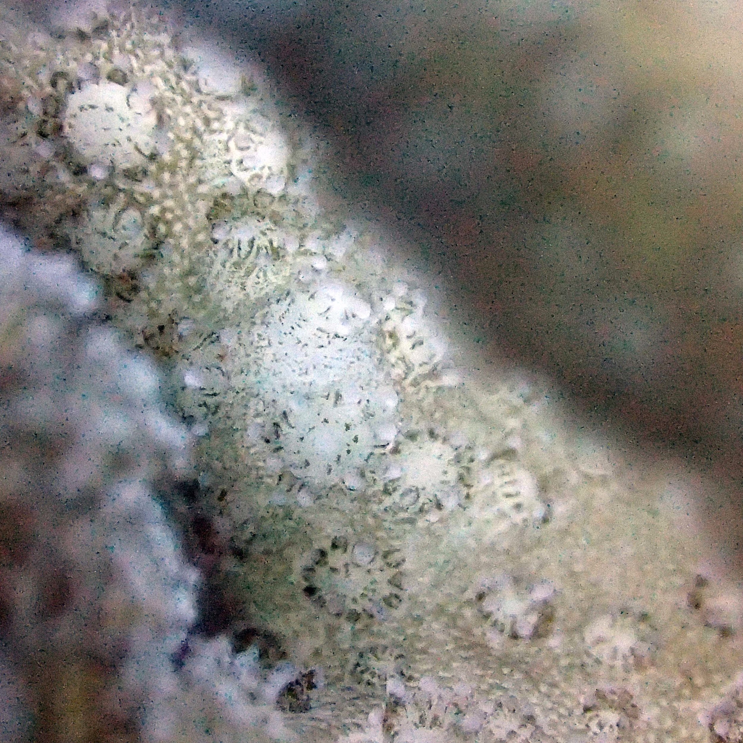 colony 3 macro