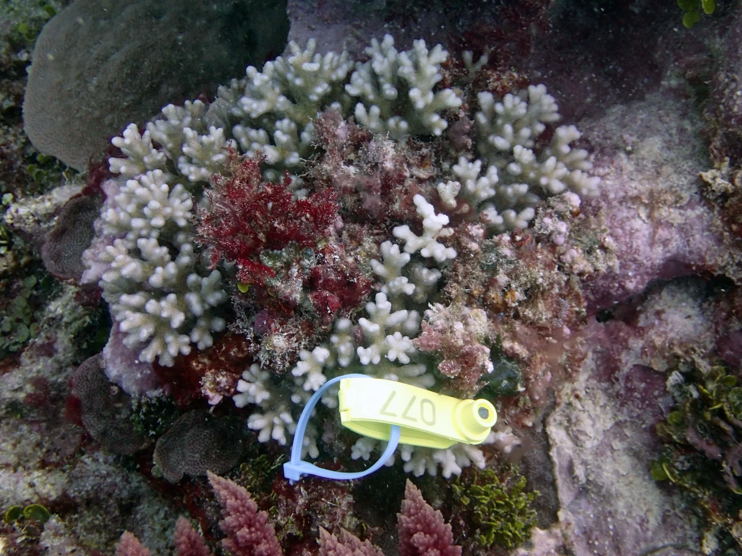 colony 7