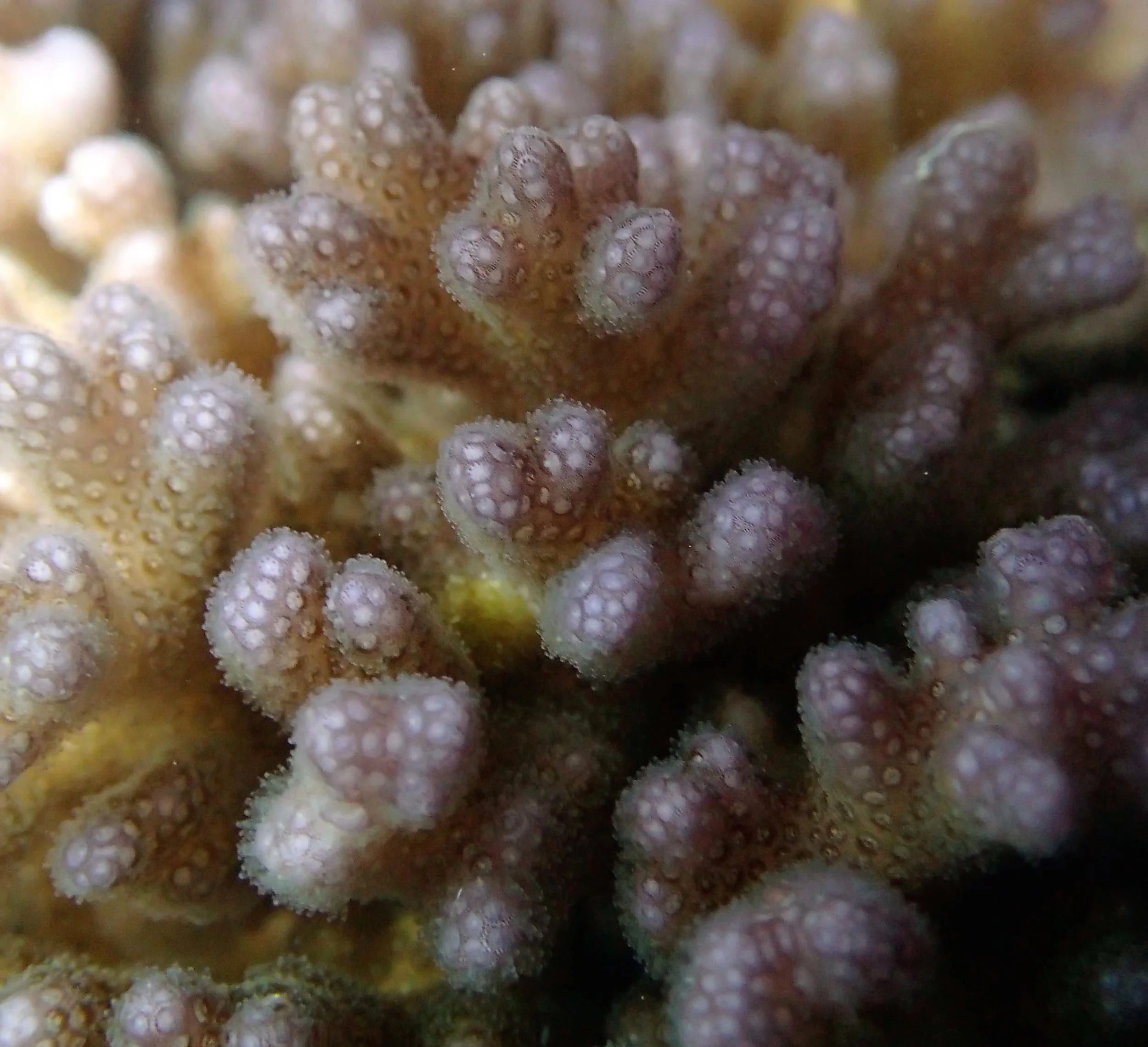 colony 8 macro