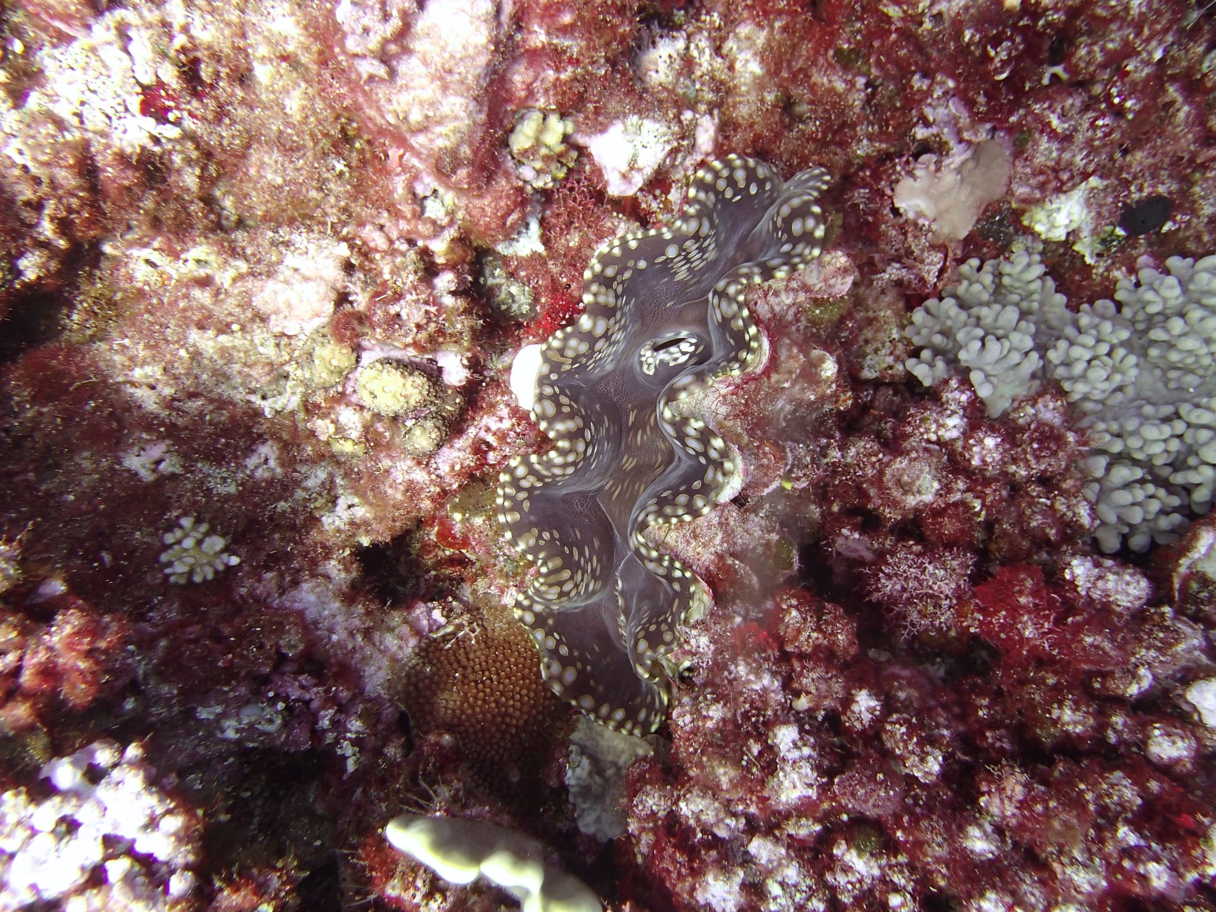 giant clam.jpg