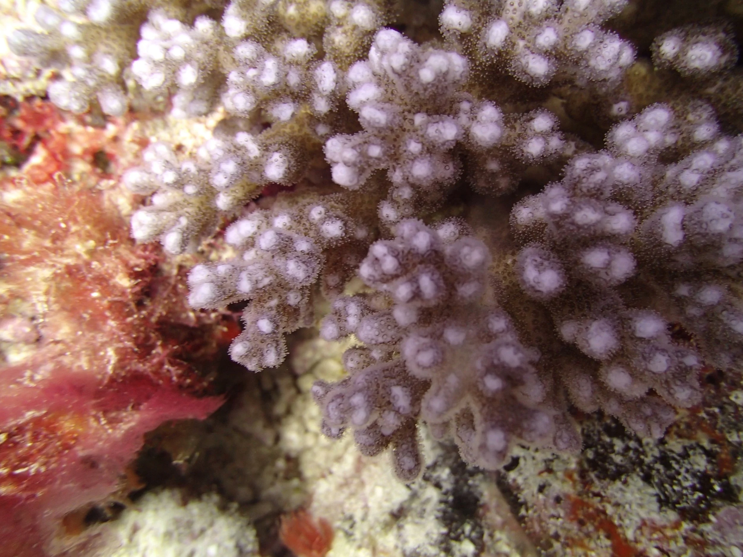 colony 14 macro