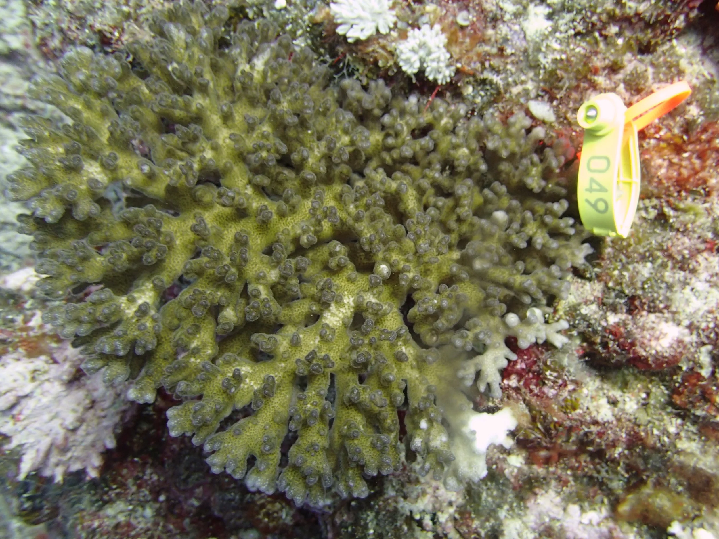colony 18