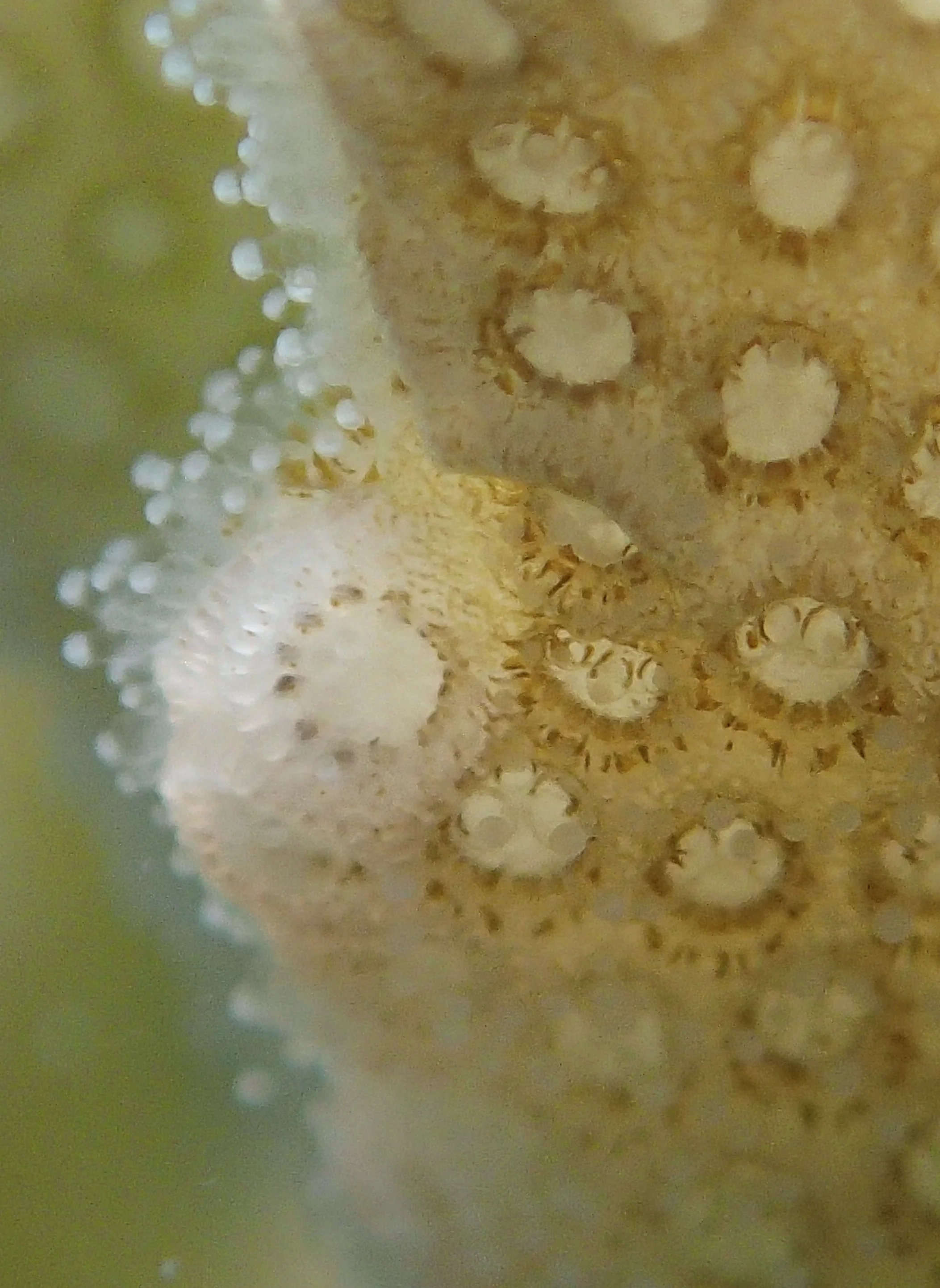 colony 28 macro