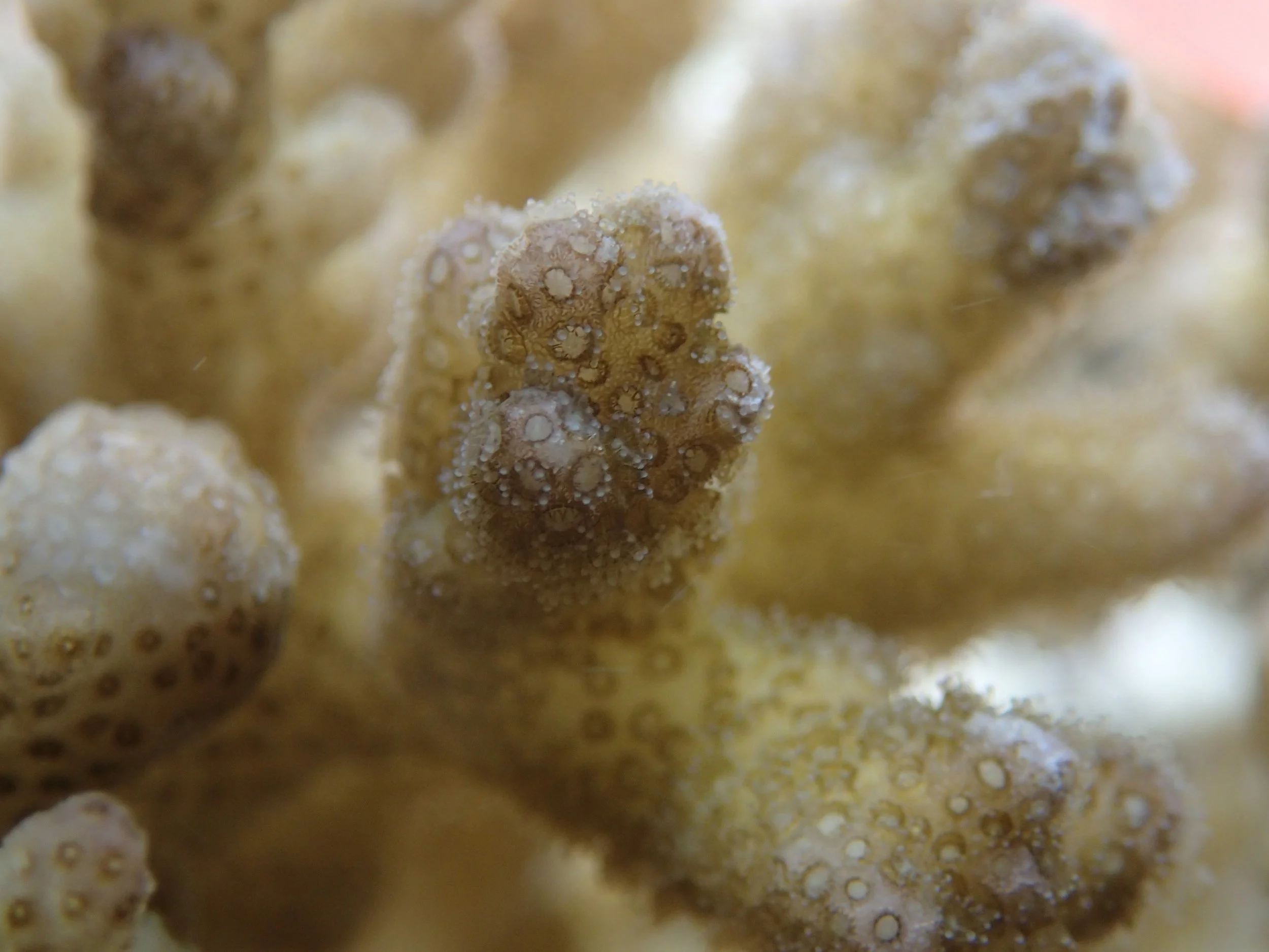 colony 26-macro-night