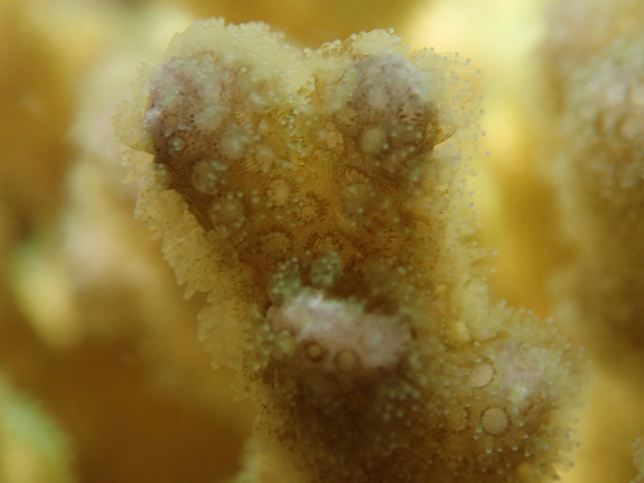 colony 27-macro-night