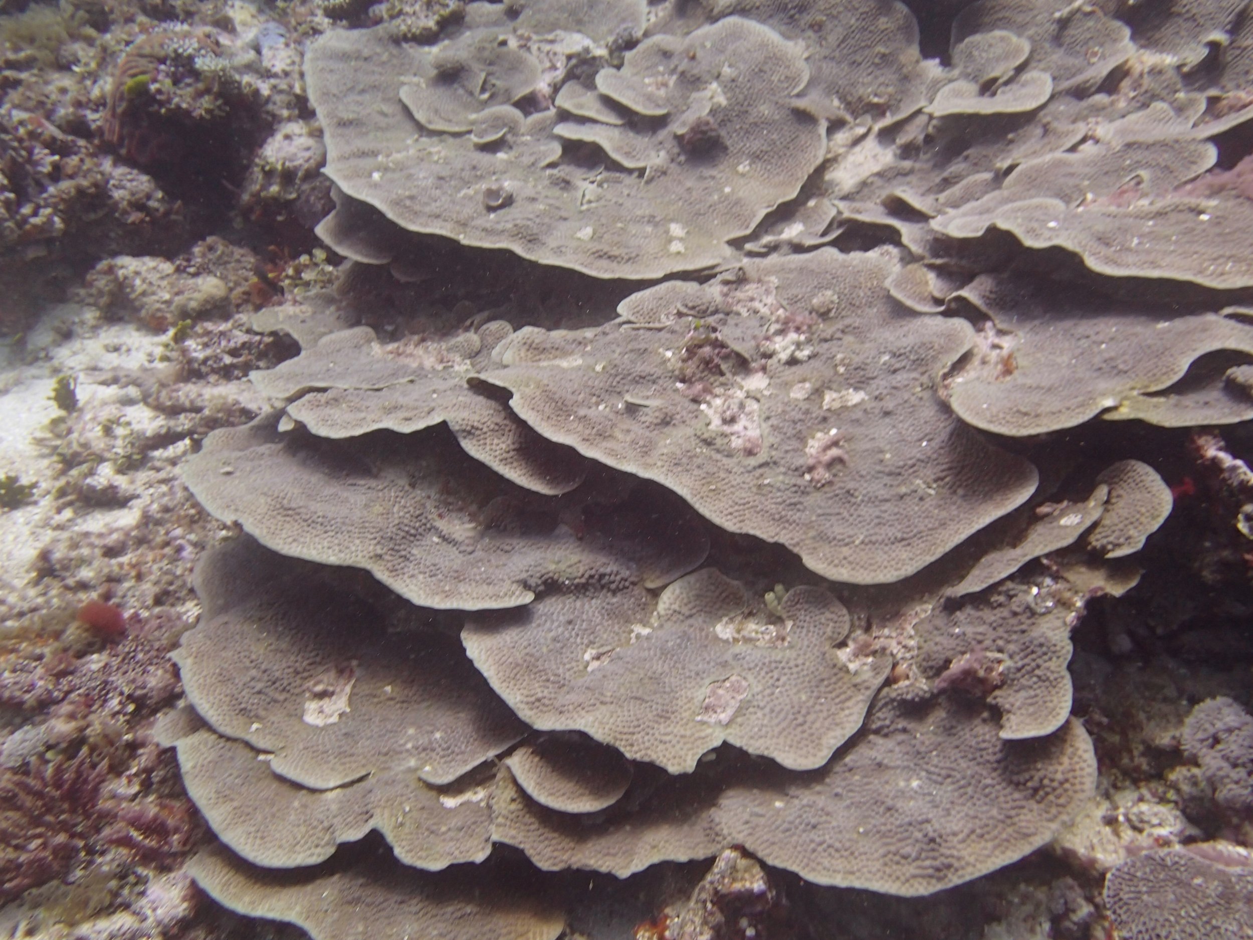 plating coral.jpg