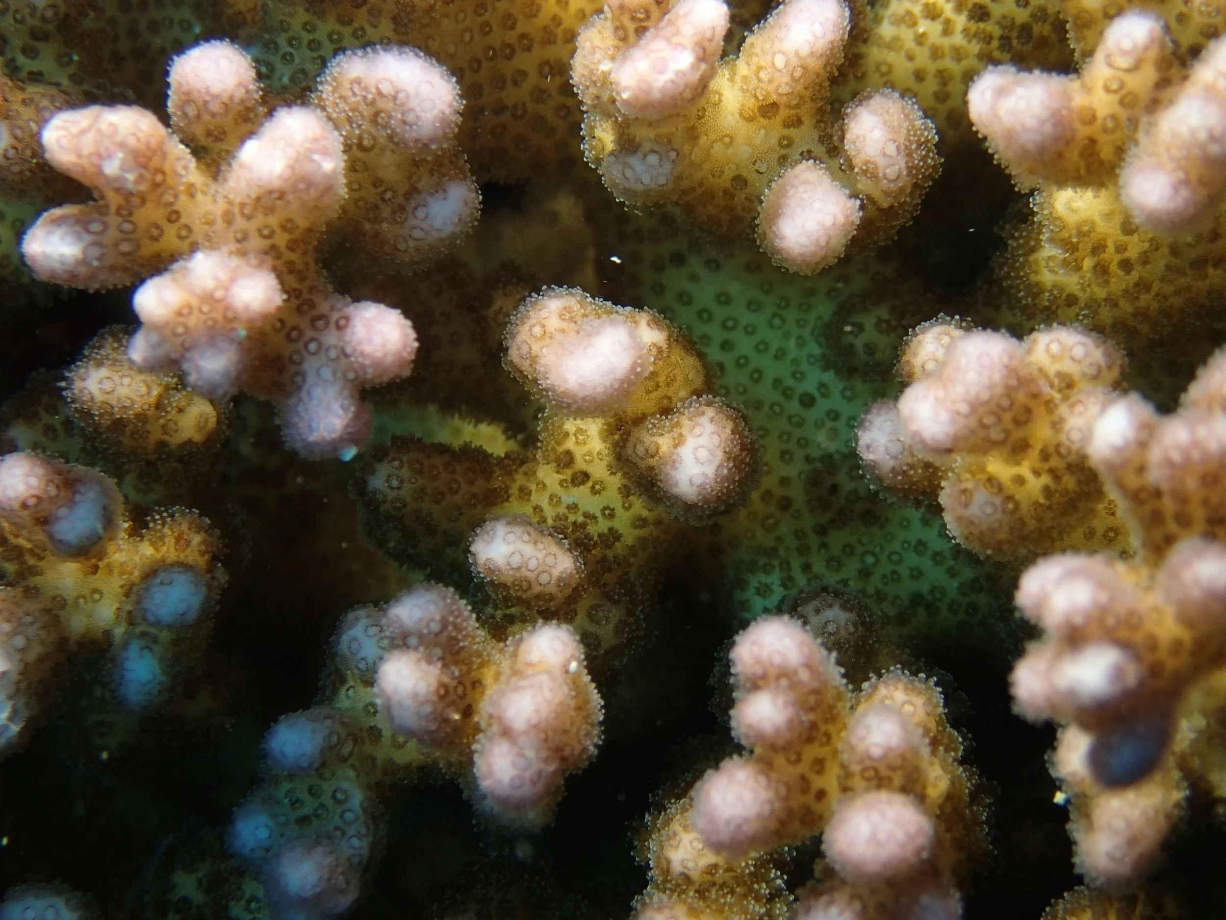 colony 41 macro