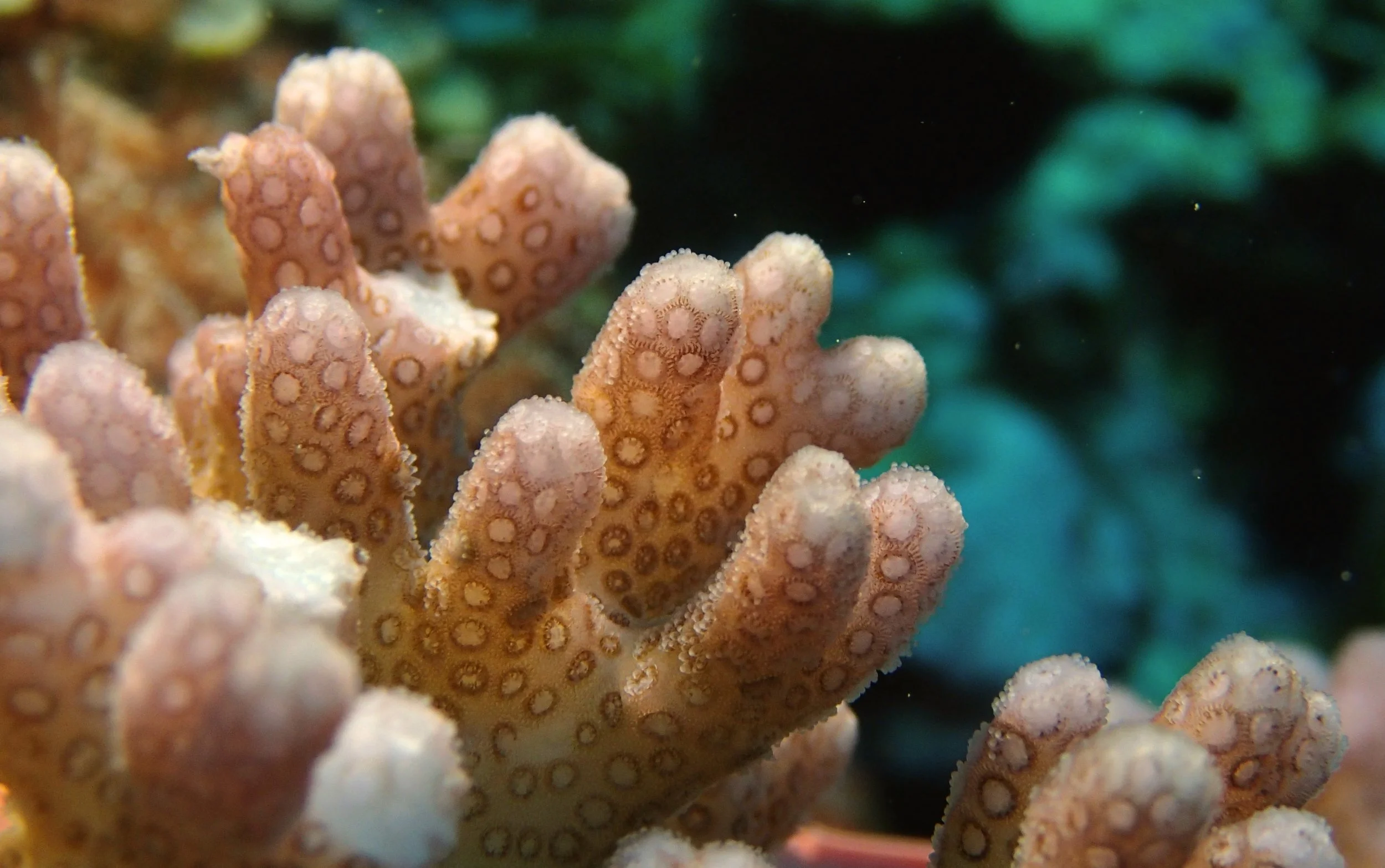 colony 43 macro
