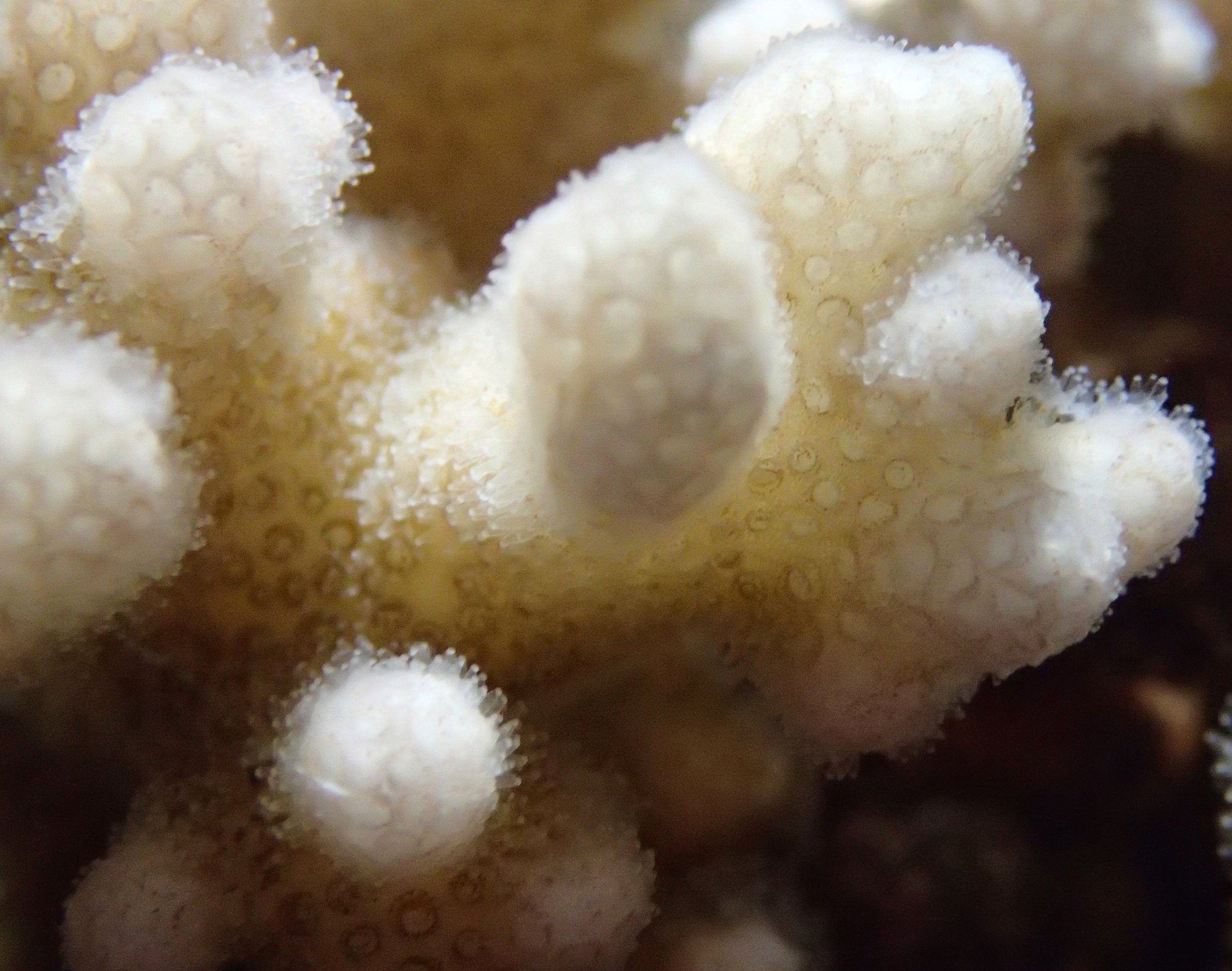 colony 37-dark-macro