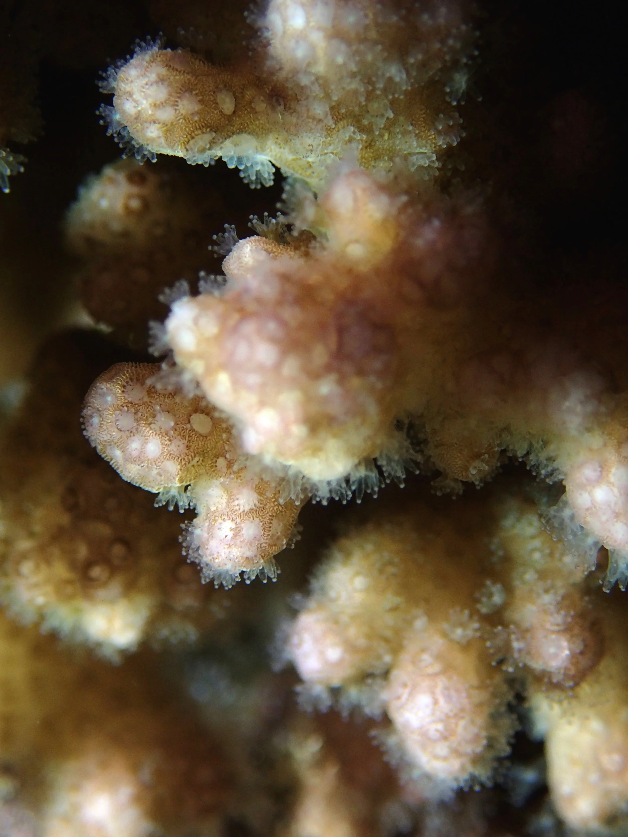 colony 46-night-macro