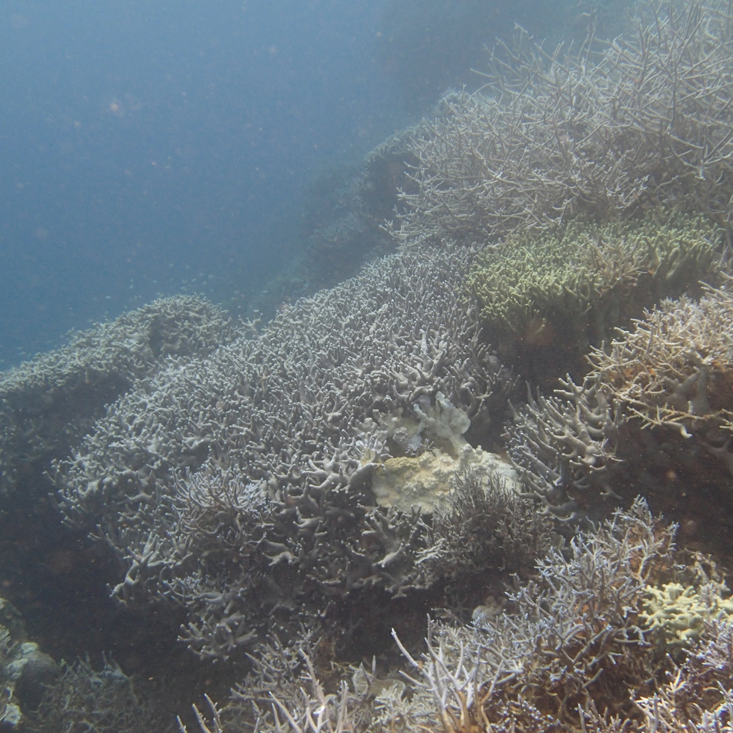 acropora at NCPB22.jpg