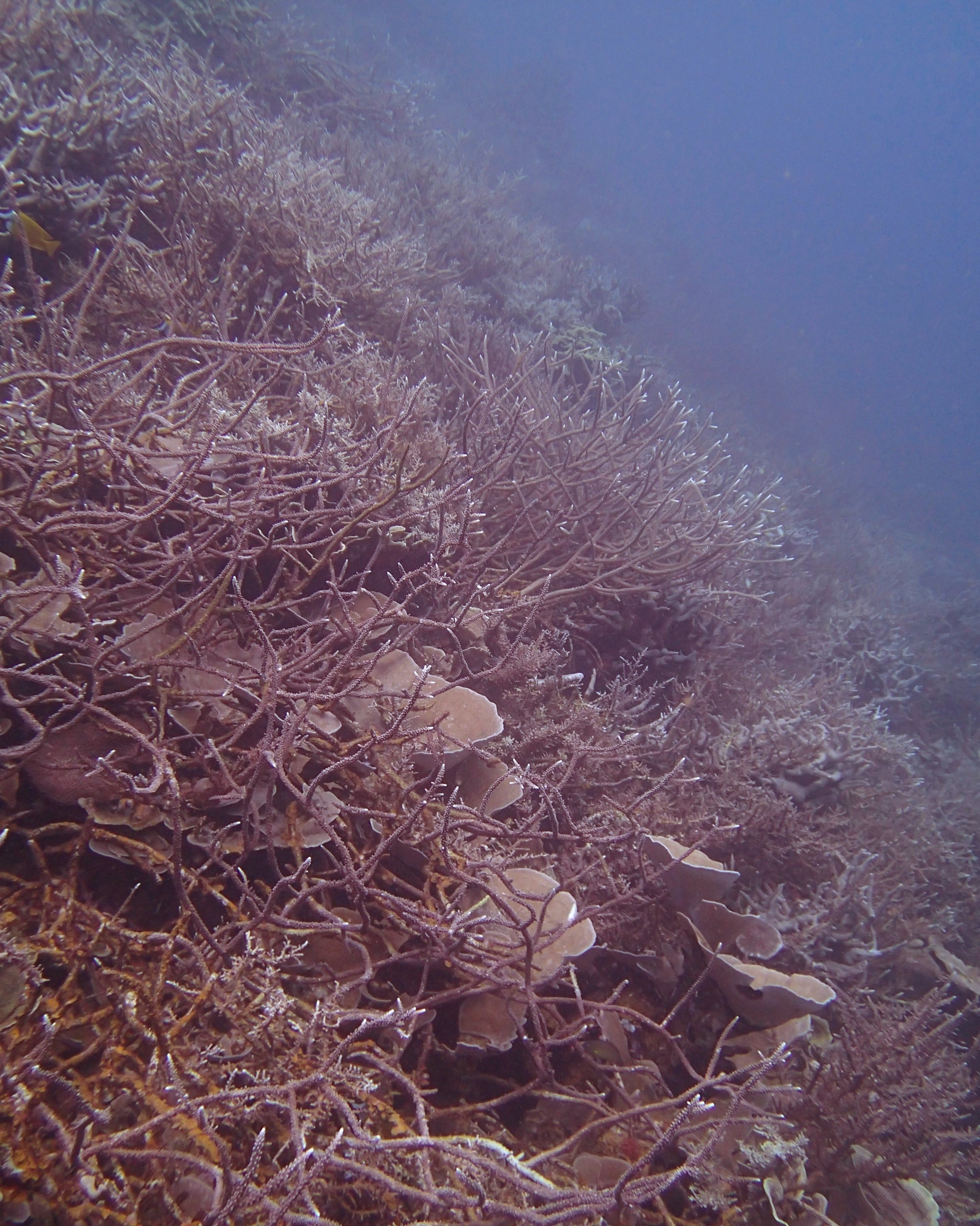 acropora meadow.jpg