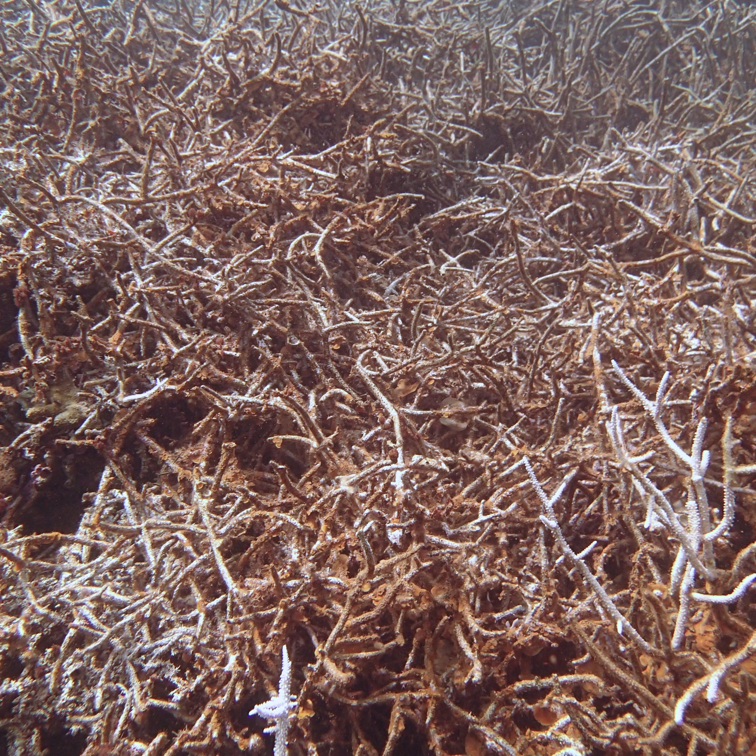 dead acropora.jpg