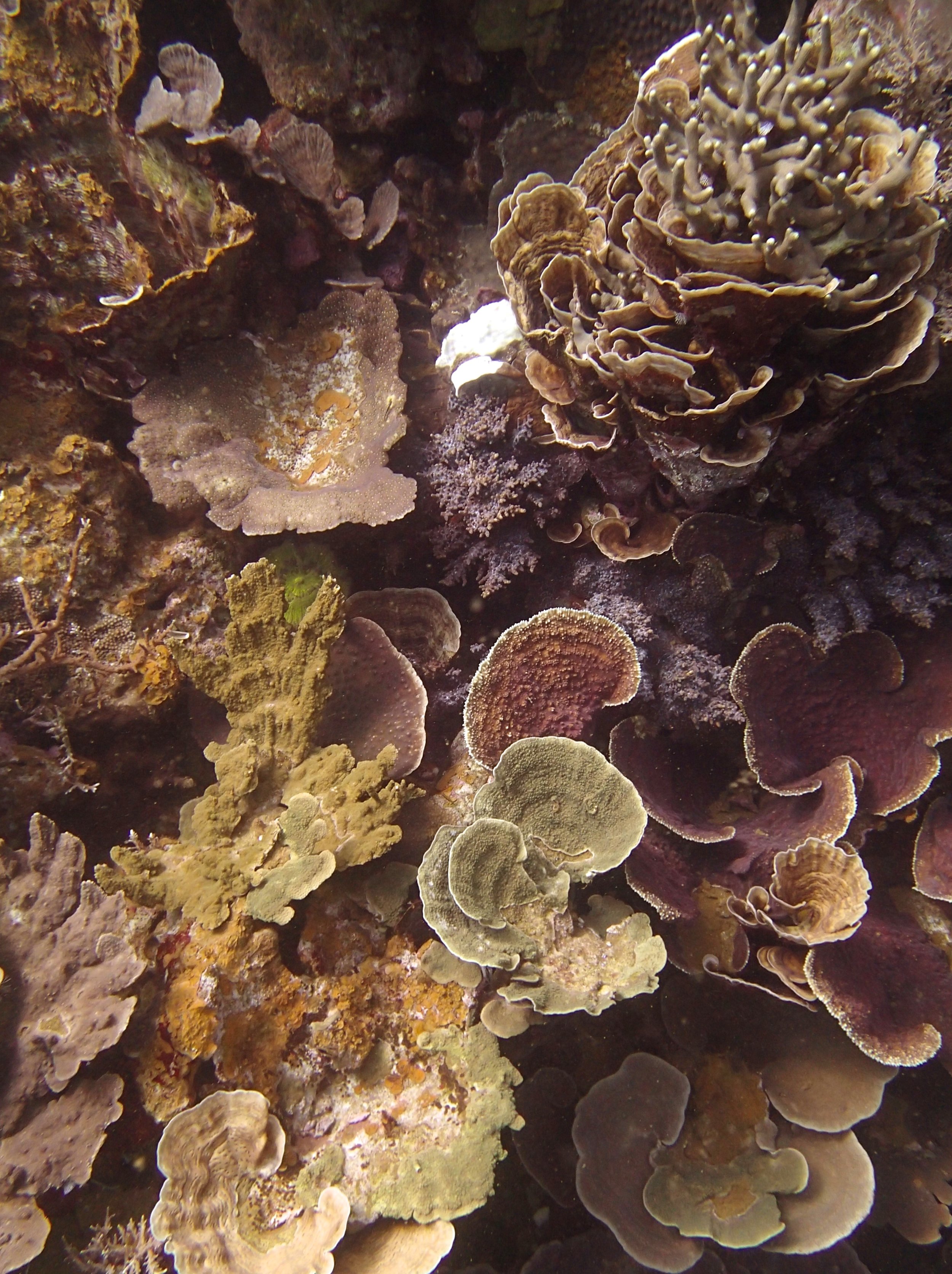NCPB22 weird coral assemblage.jpg
