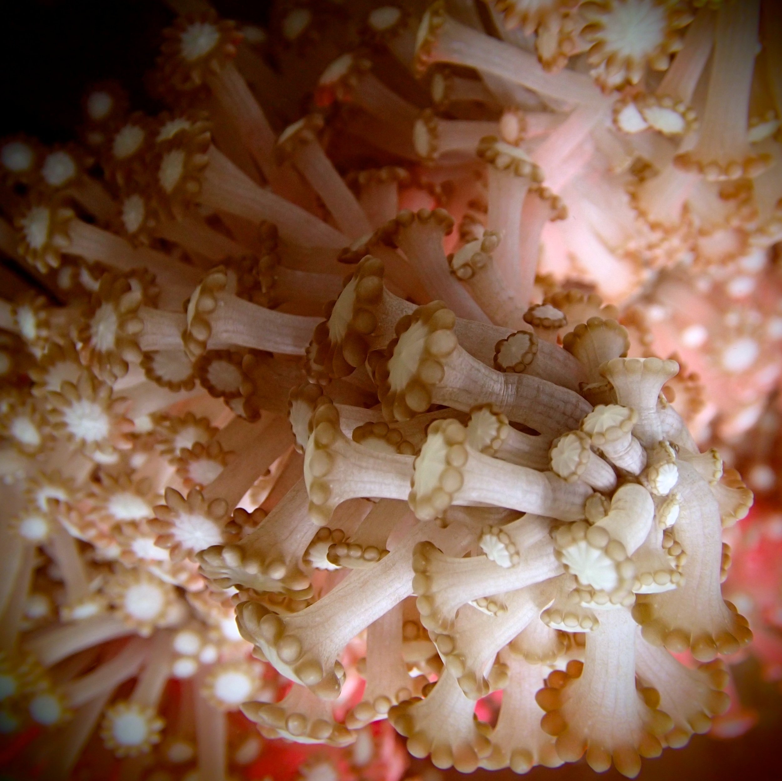 soft coral macro.jpg