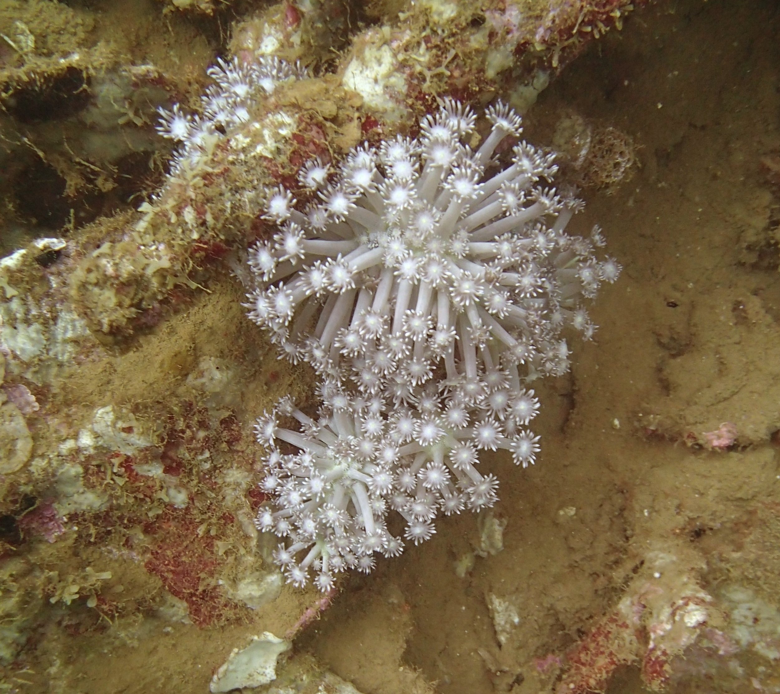 soft coral NCPB22.jpg