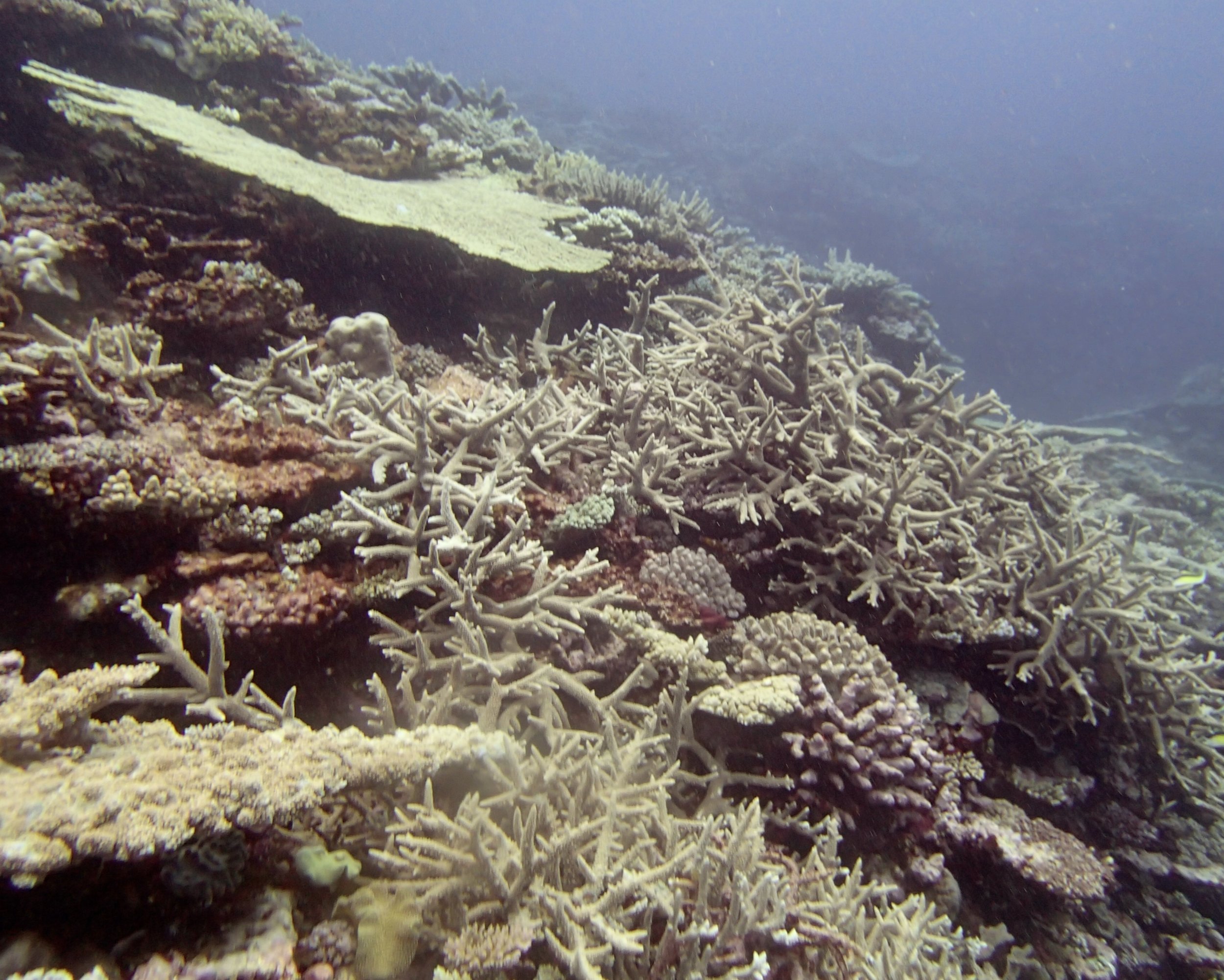 acropora at NCPE25.jpg