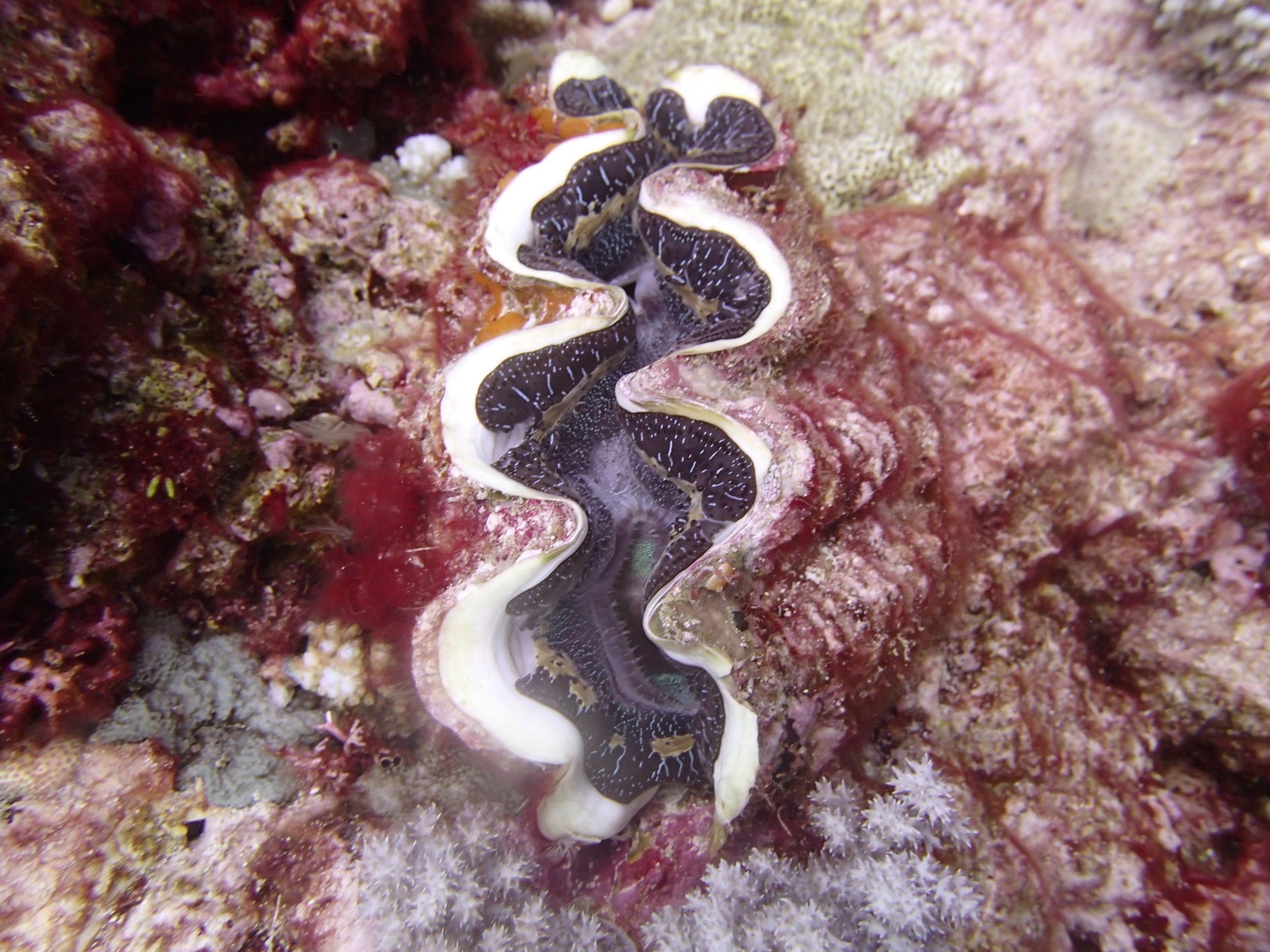 giant clam.jpg