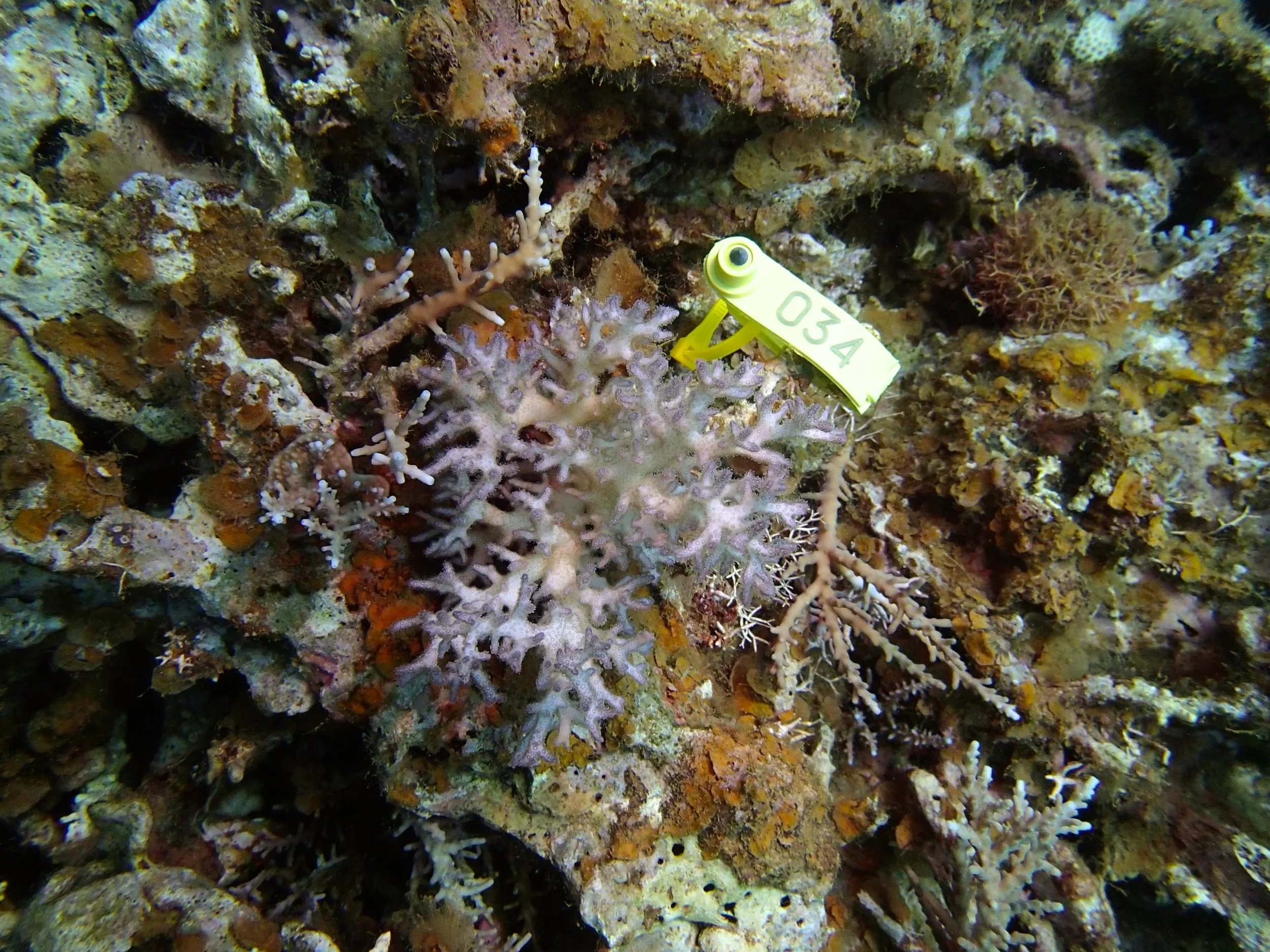 colony 61