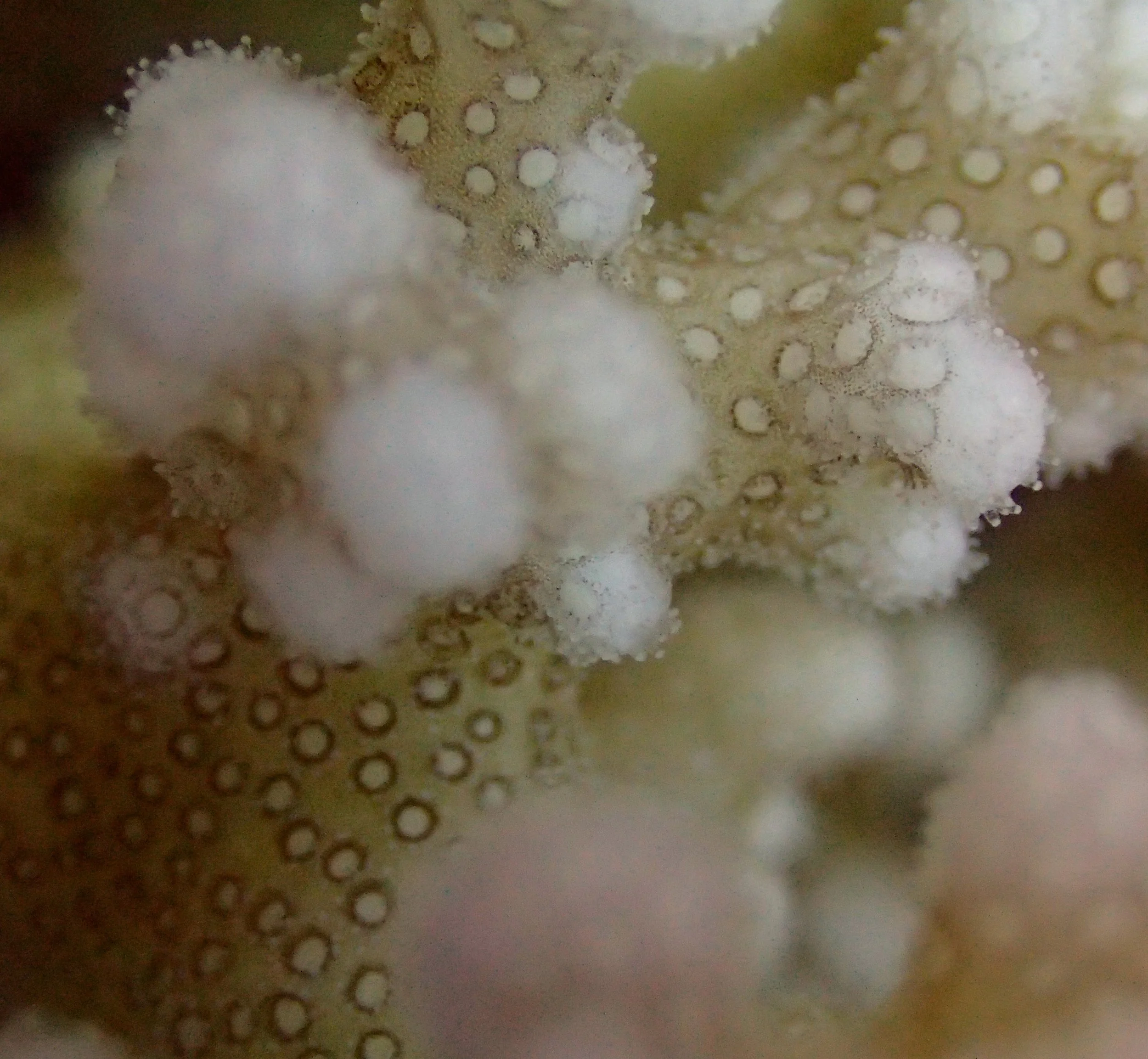 colony 66-macro