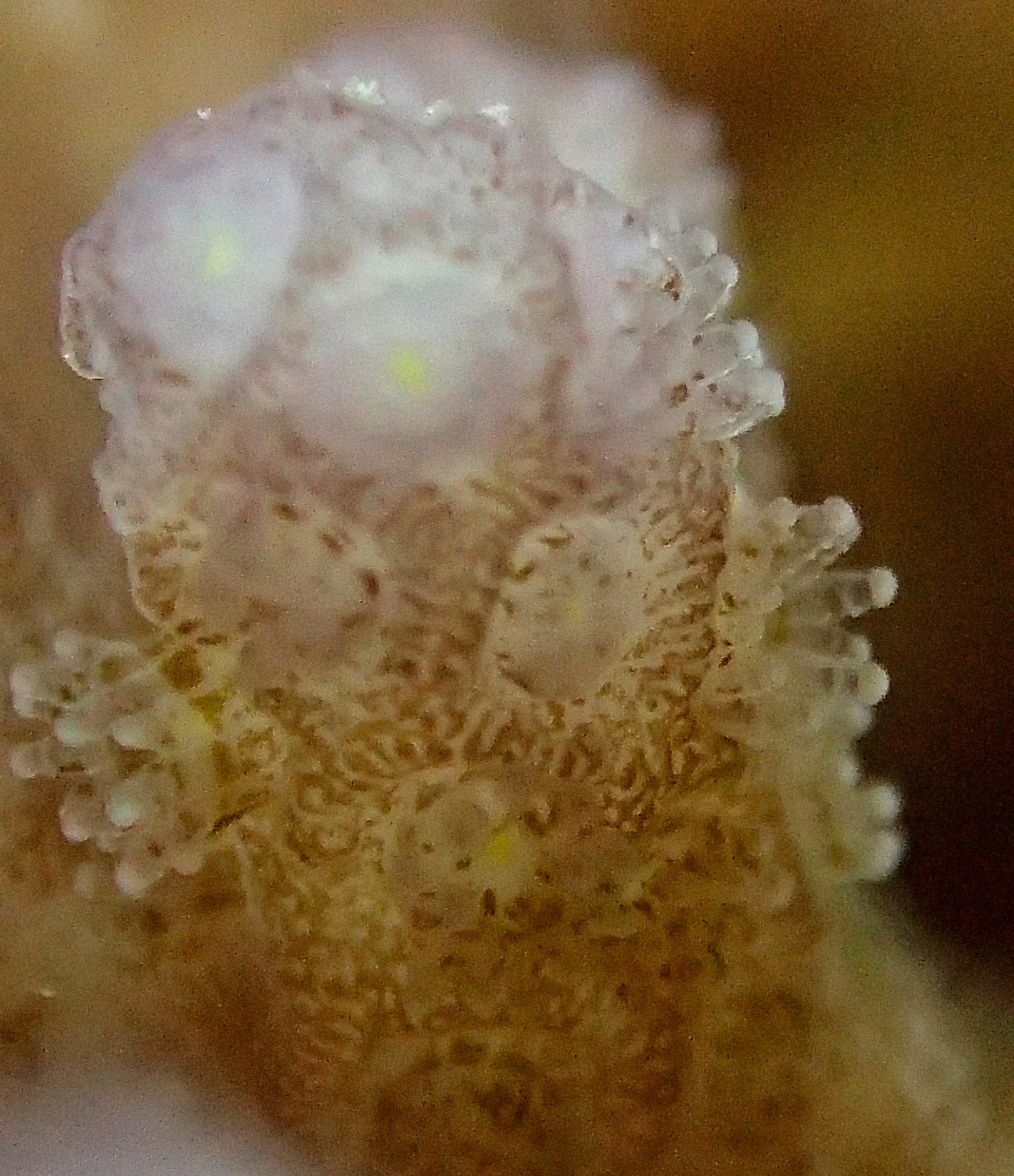 colony 68-macro