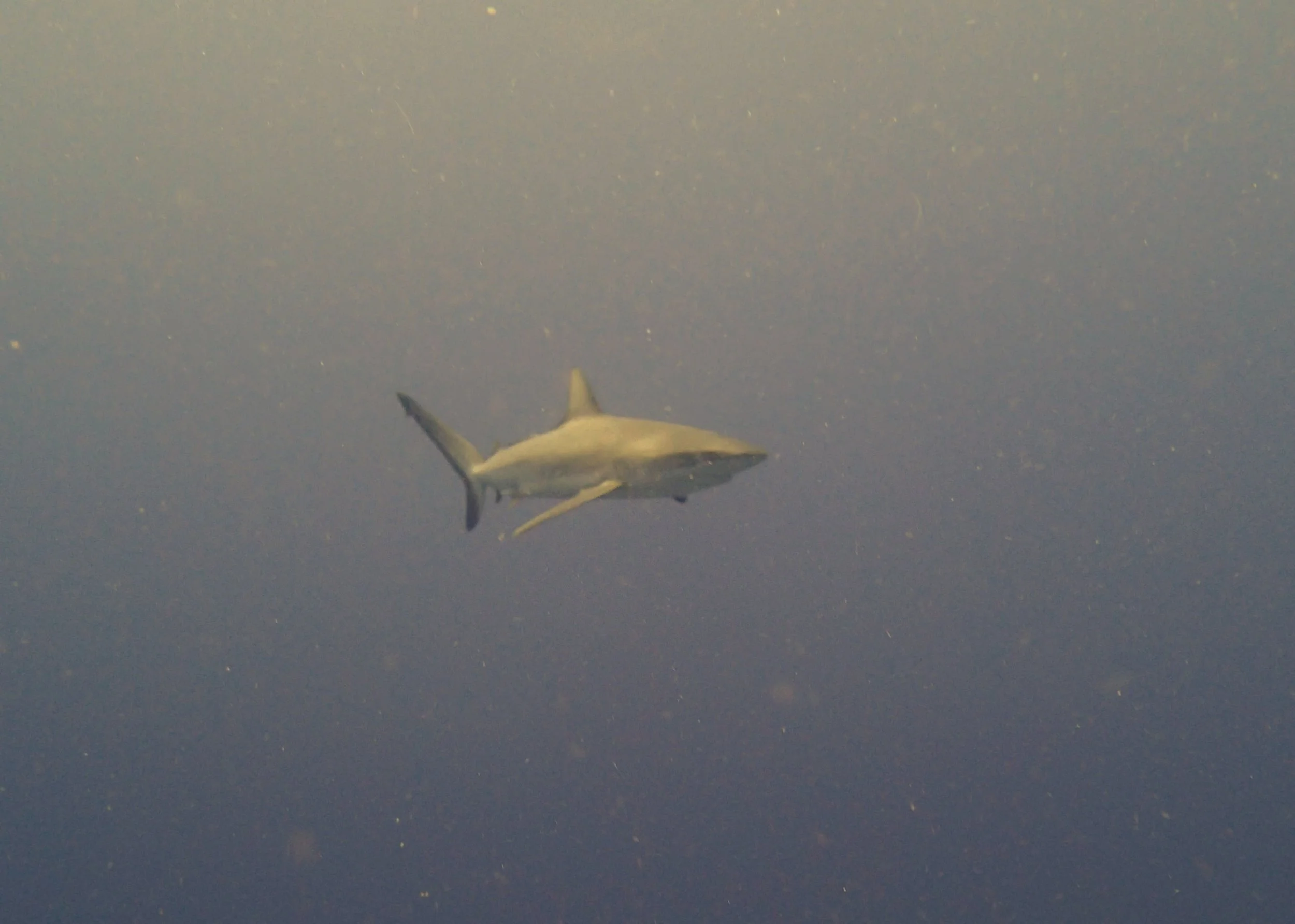 shark.jpg