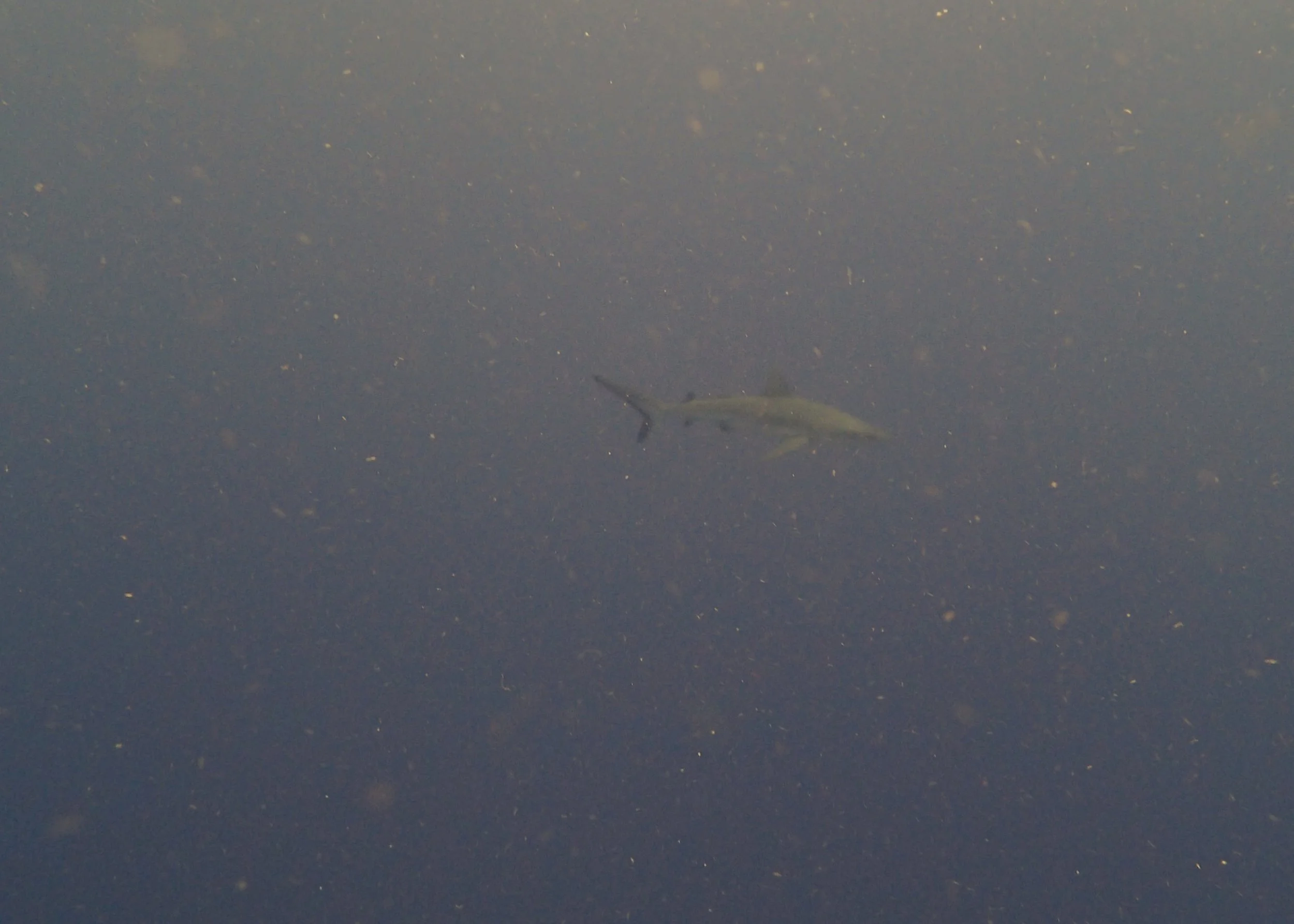 PB063332.jpg
