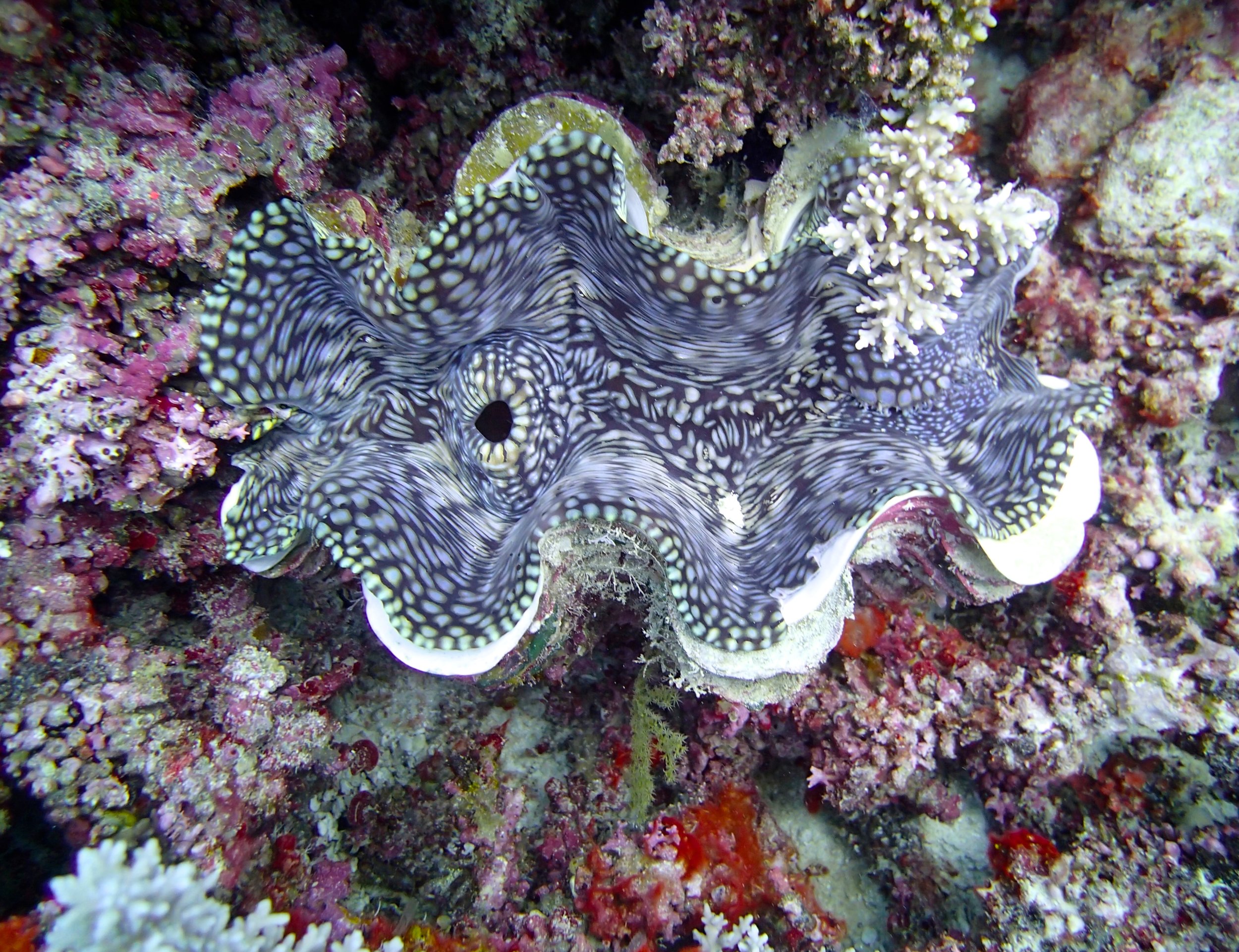 giant clam (2).jpg