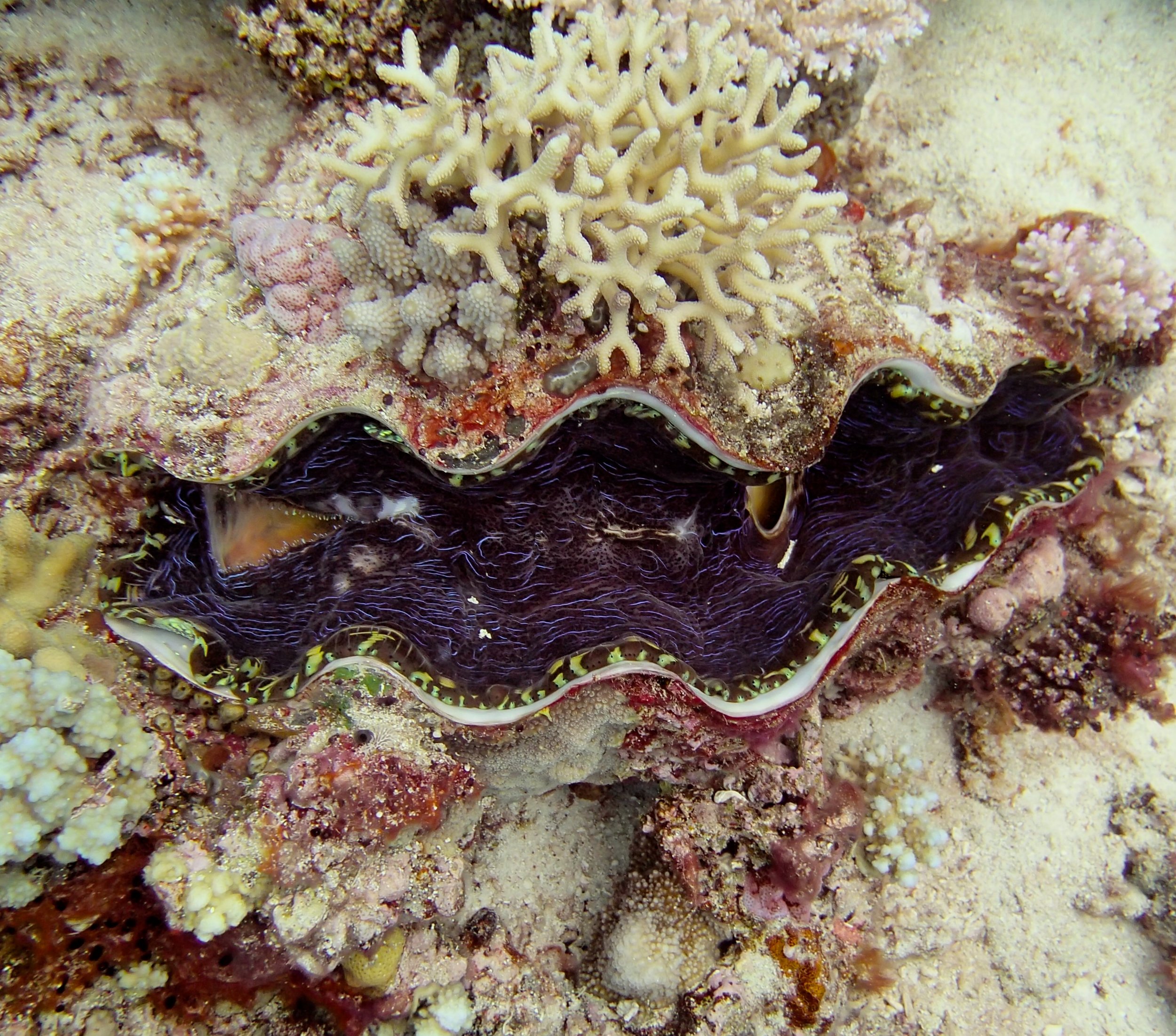 giant clam and Stylophora.jpg