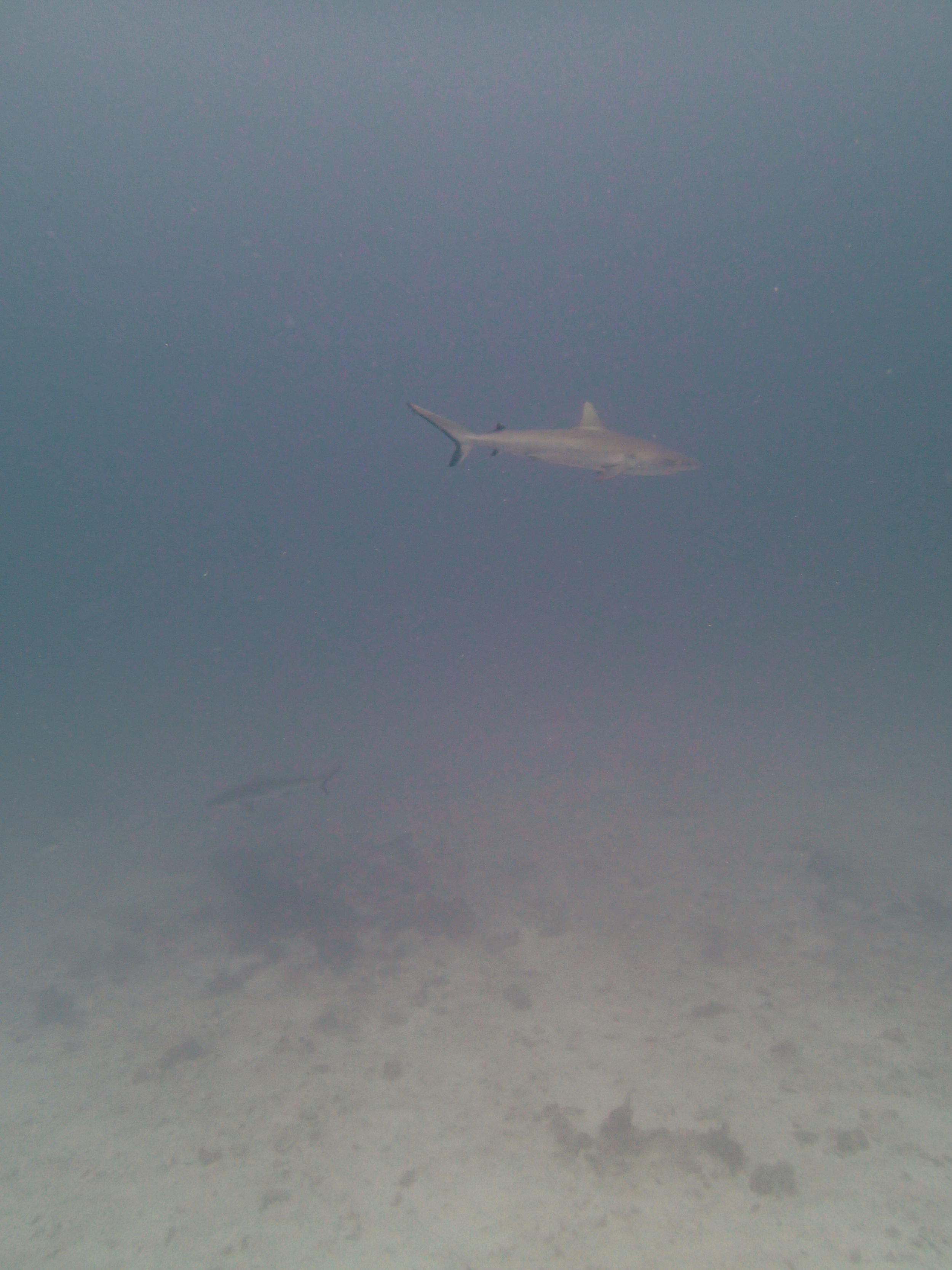 shark at NCCR31.jpg