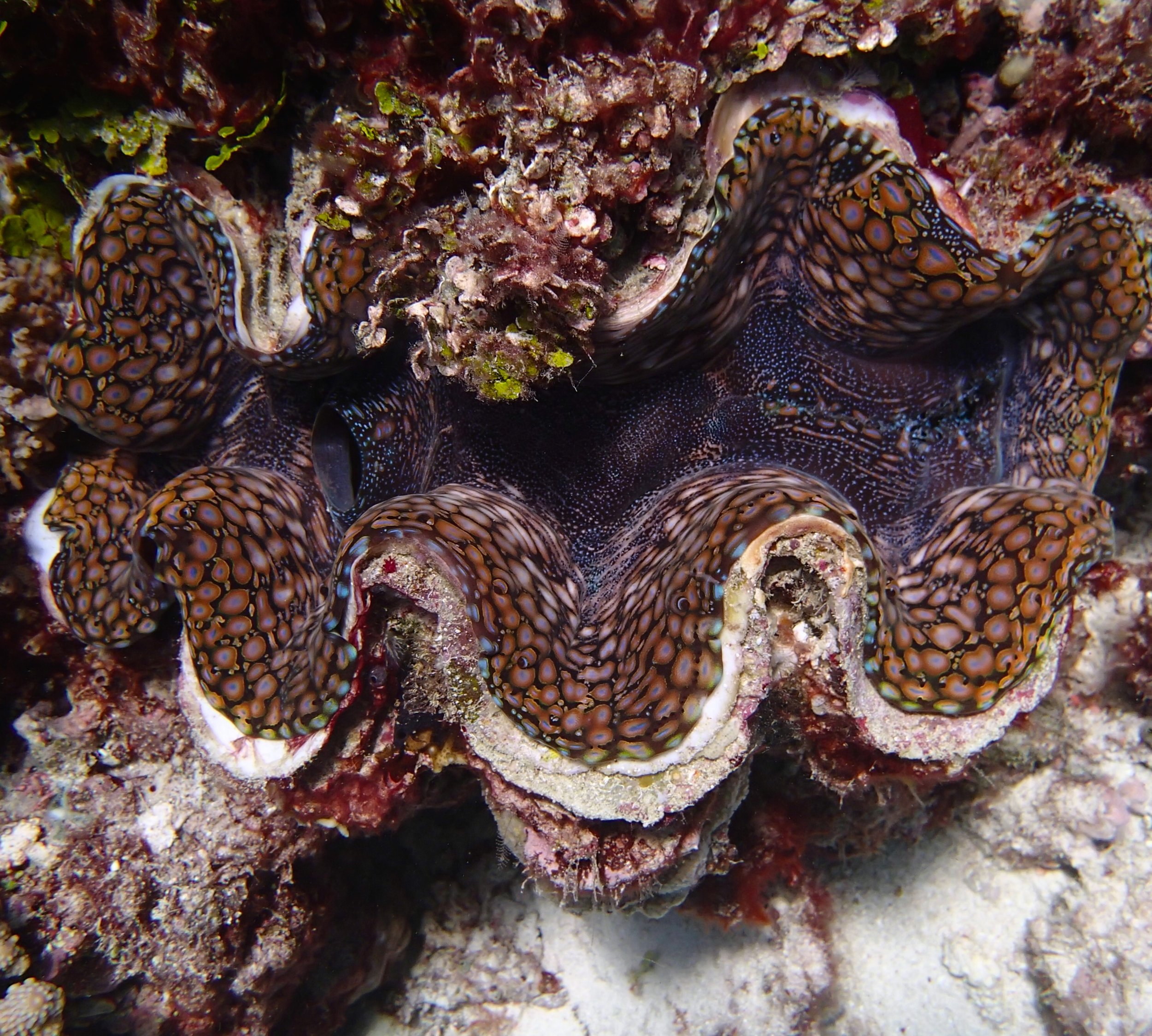 giant clam 2.jpg
