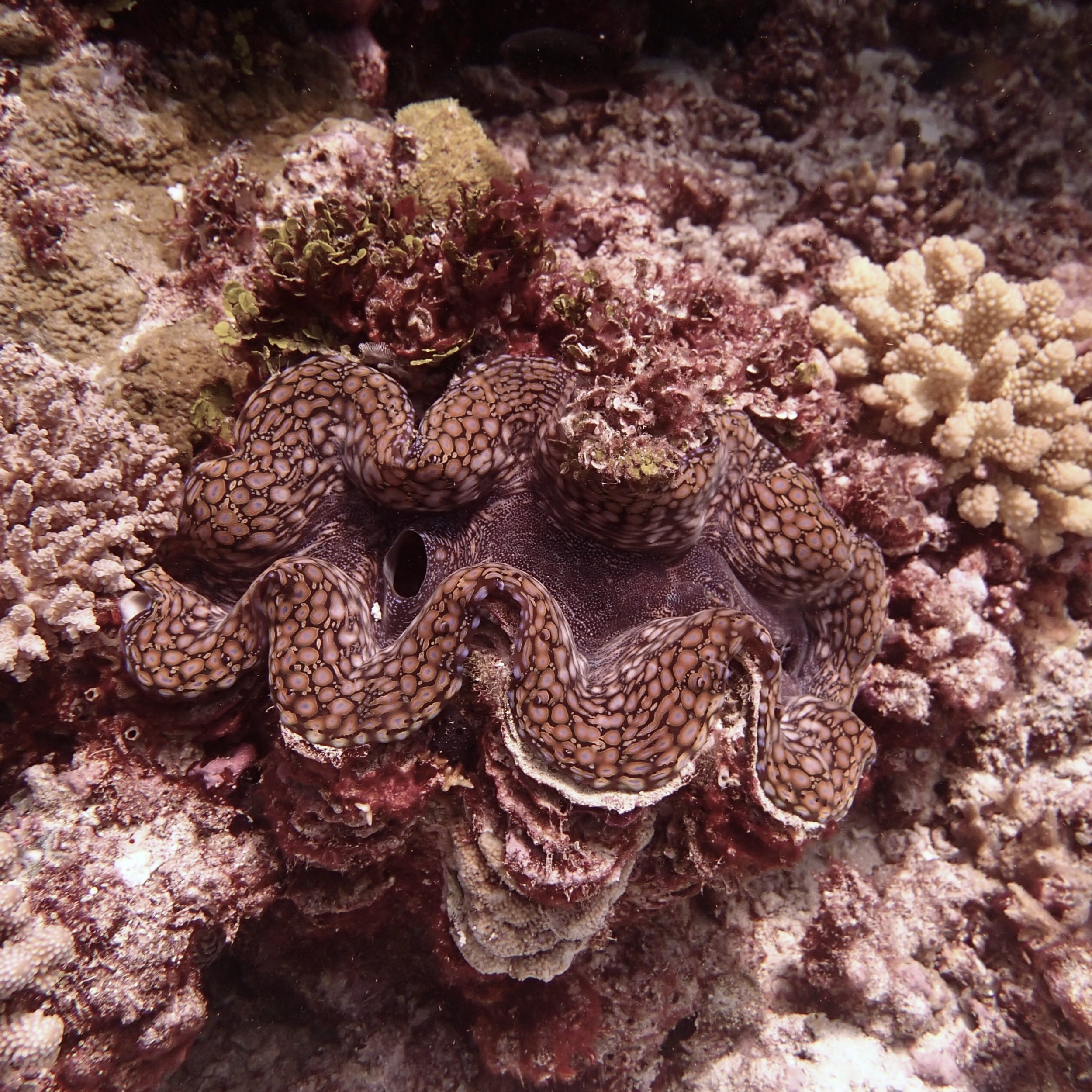 giant clam (1).jpg
