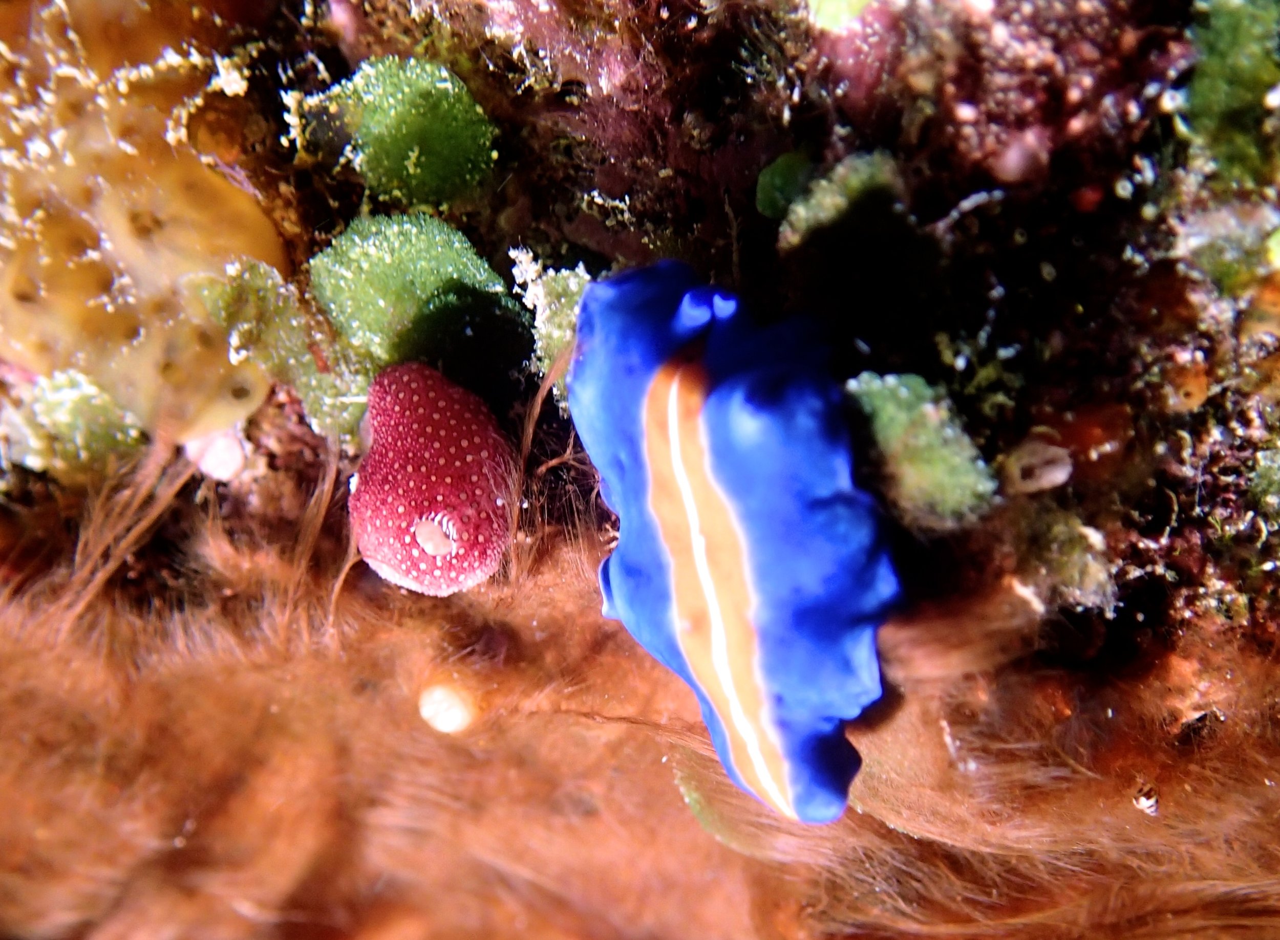 awesome nudibranc.jpg
