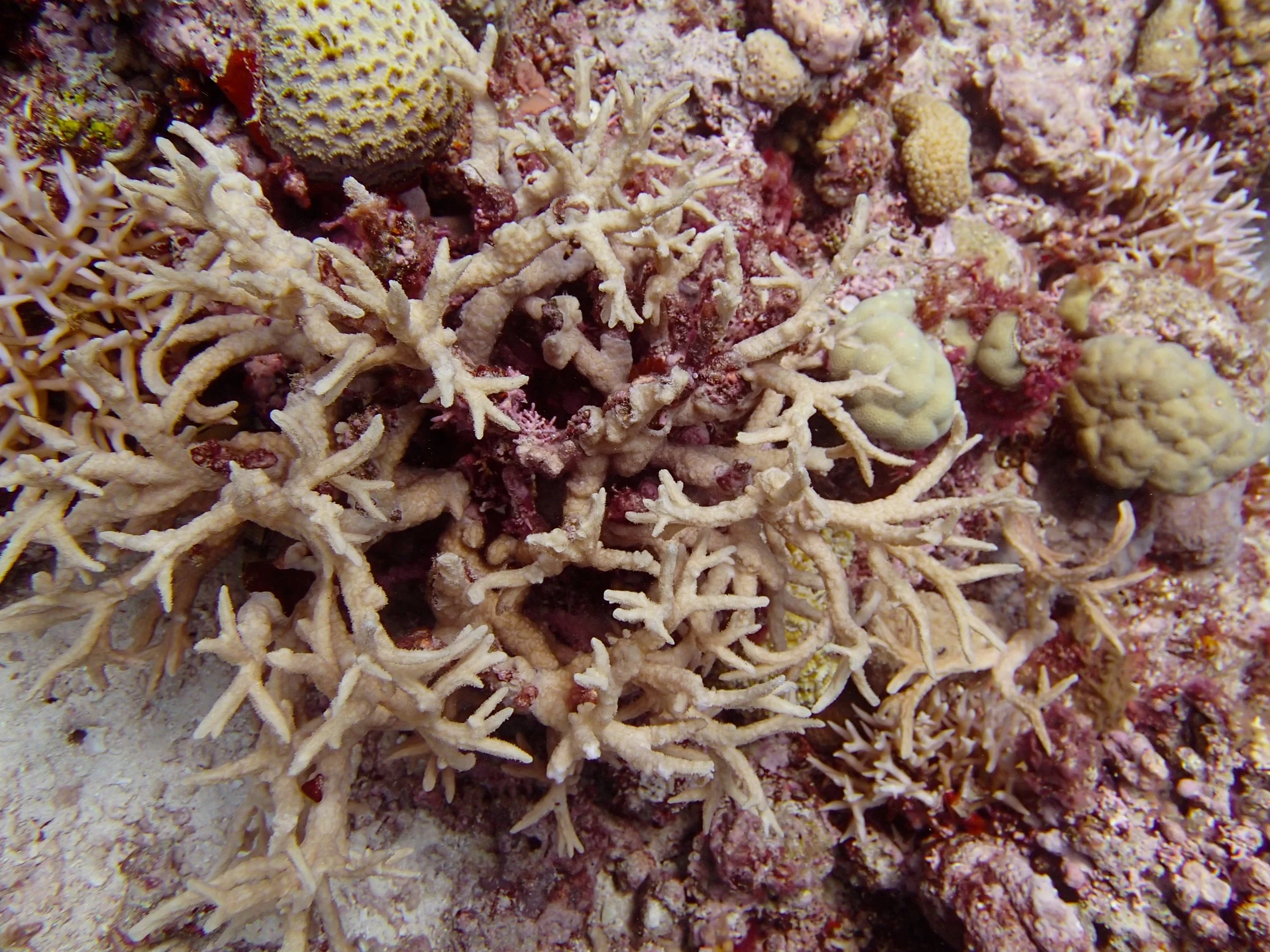 mystery coral.jpg