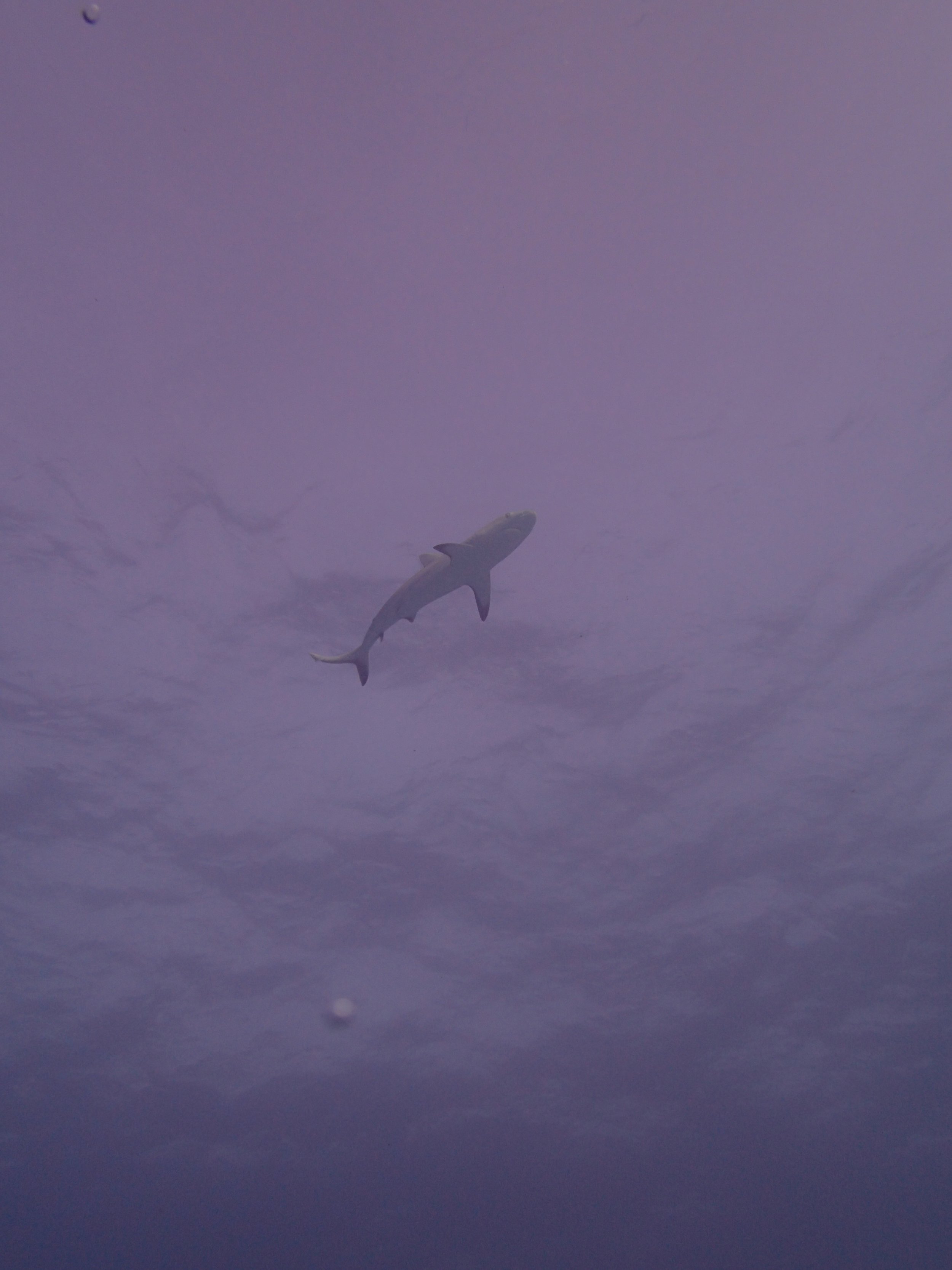 shark at NCCR35.jpg