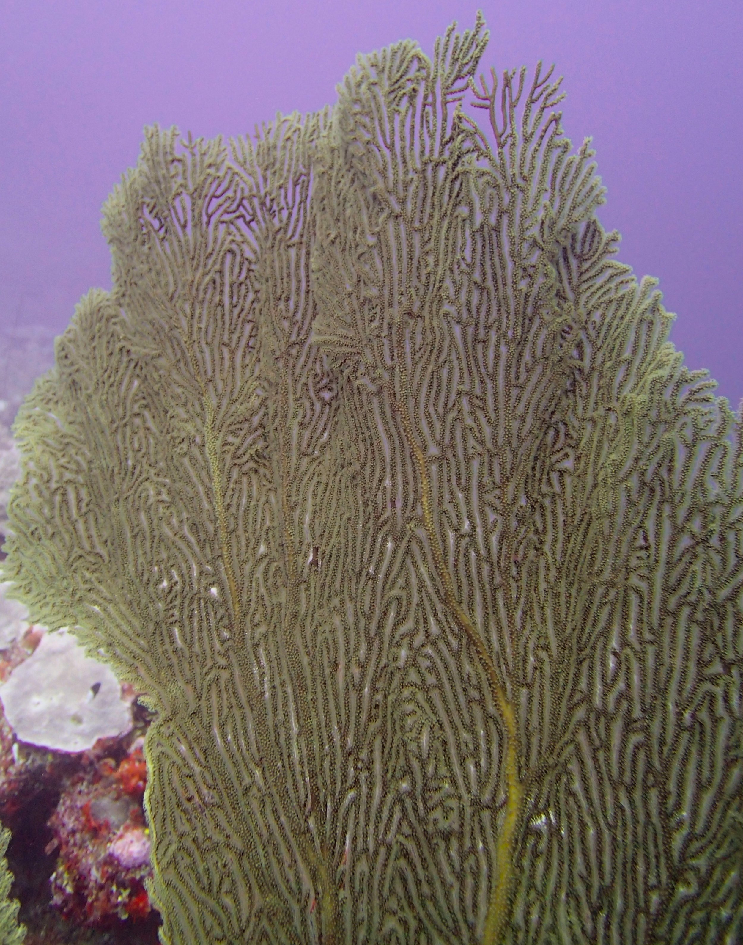 deep reef sea fan.jpg