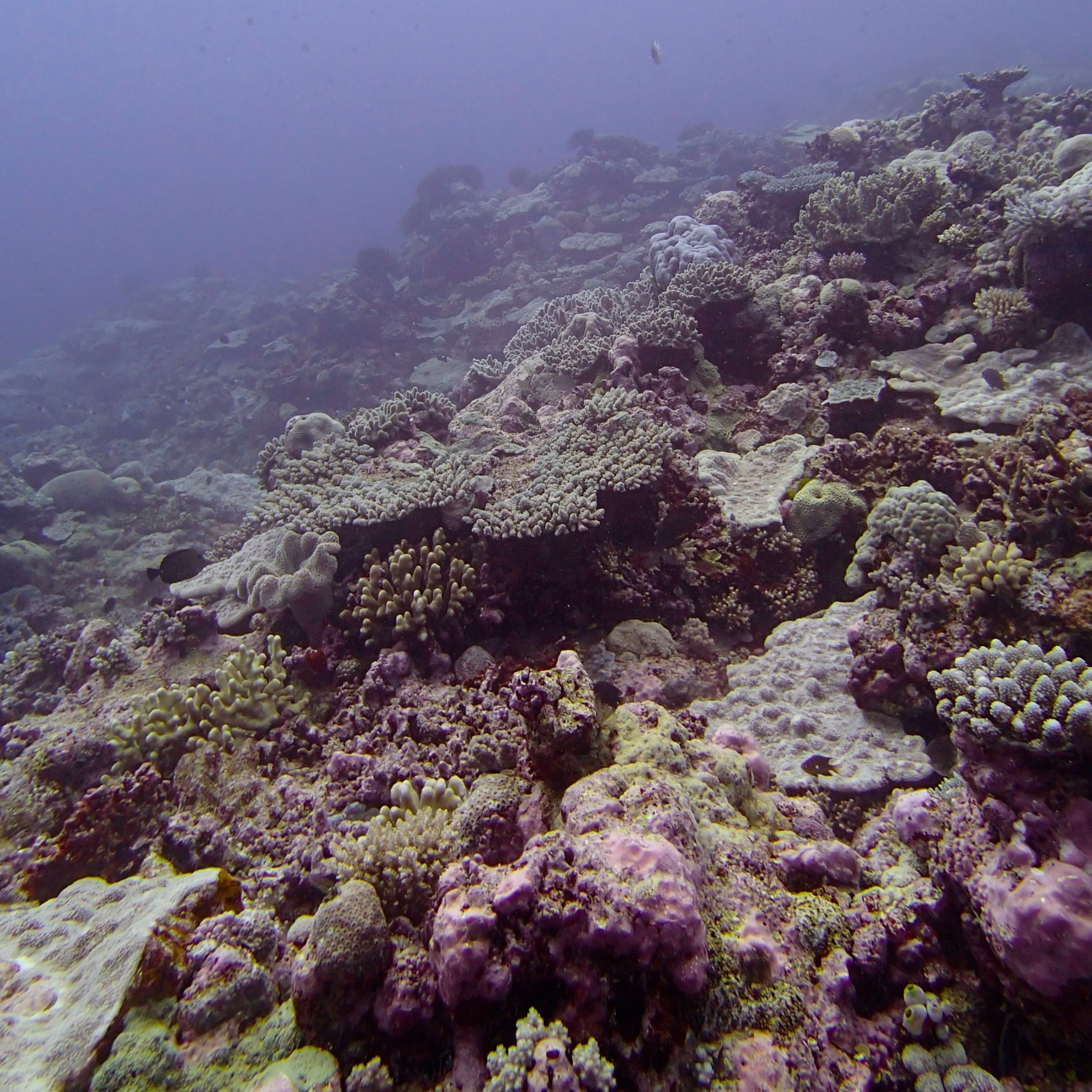 deep reef super strong current.jpg