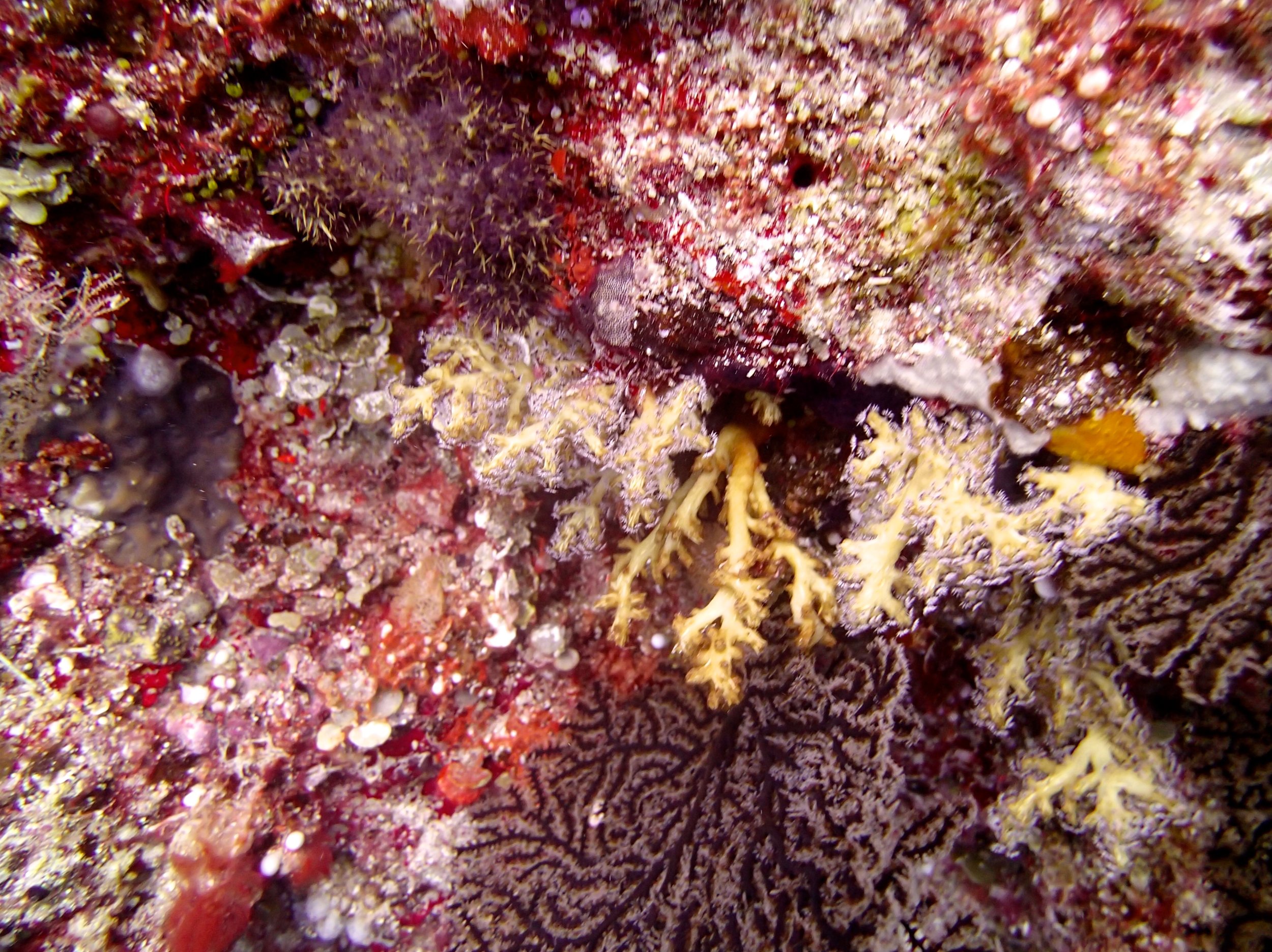 mystery coral.jpg