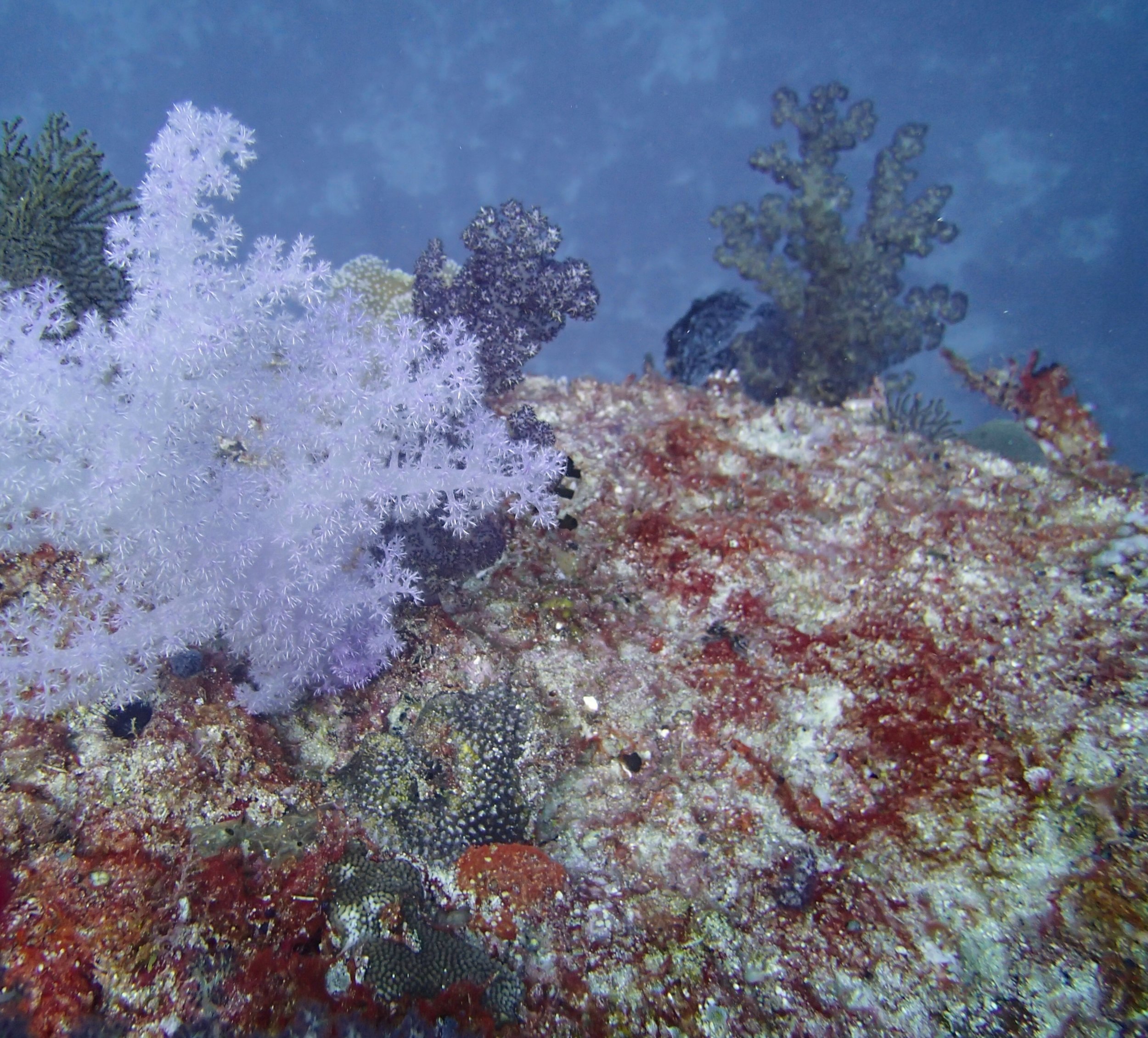 soft corals.jpg