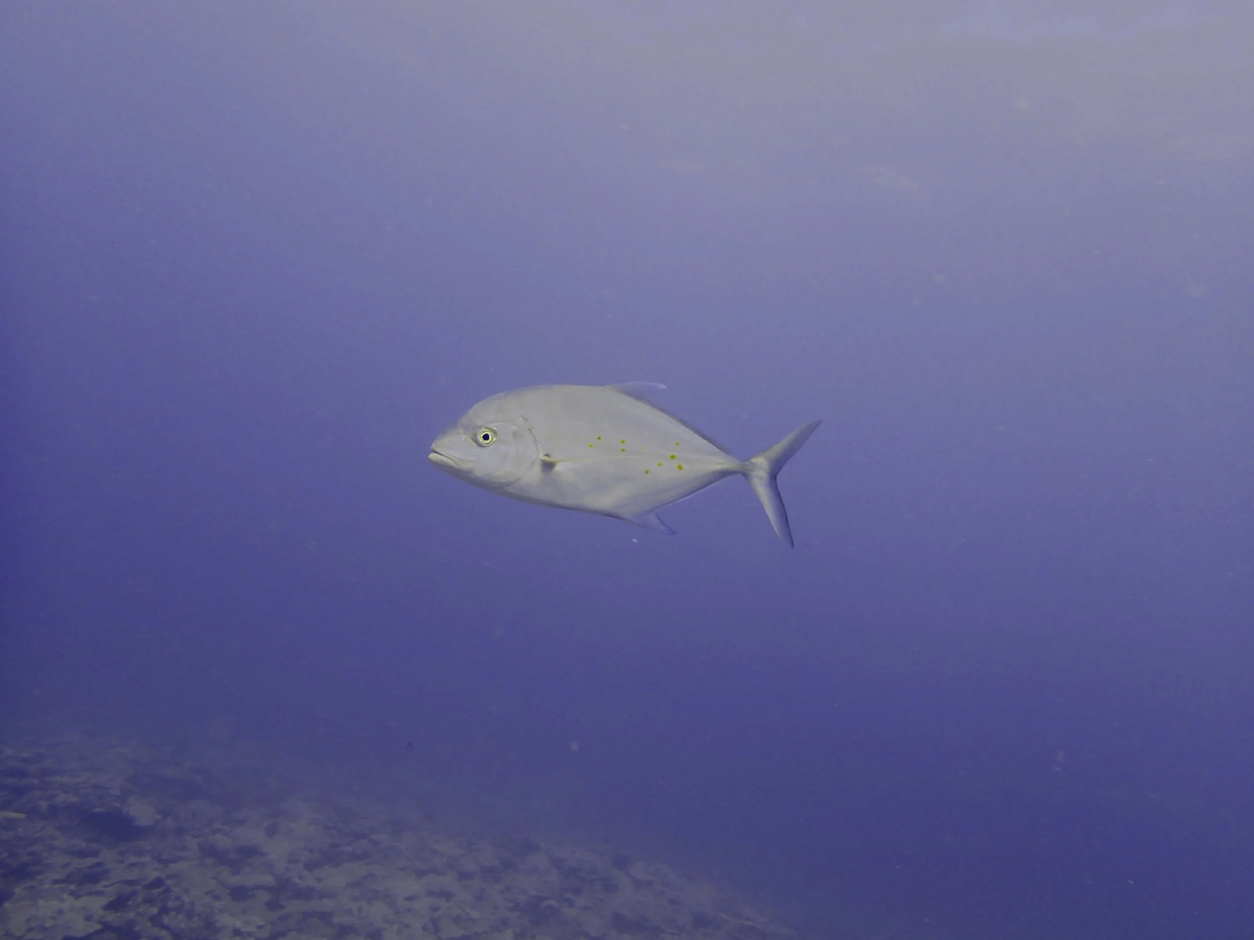 aggressive fish.jpg