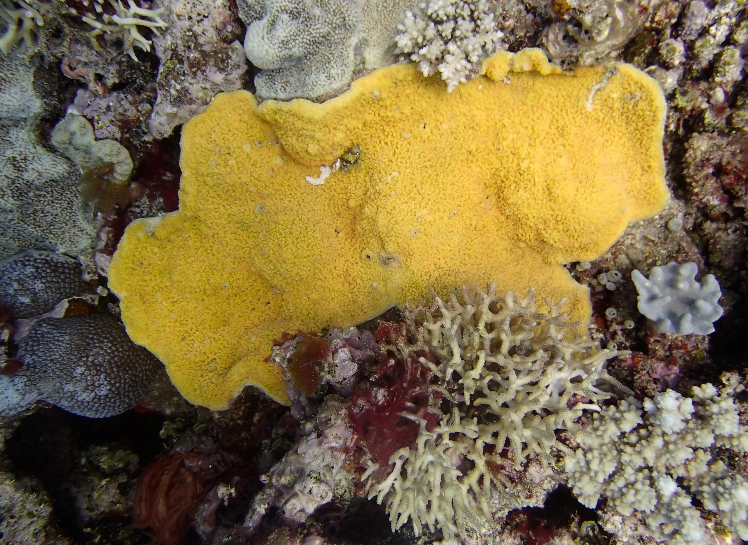 yellow coral.jpg