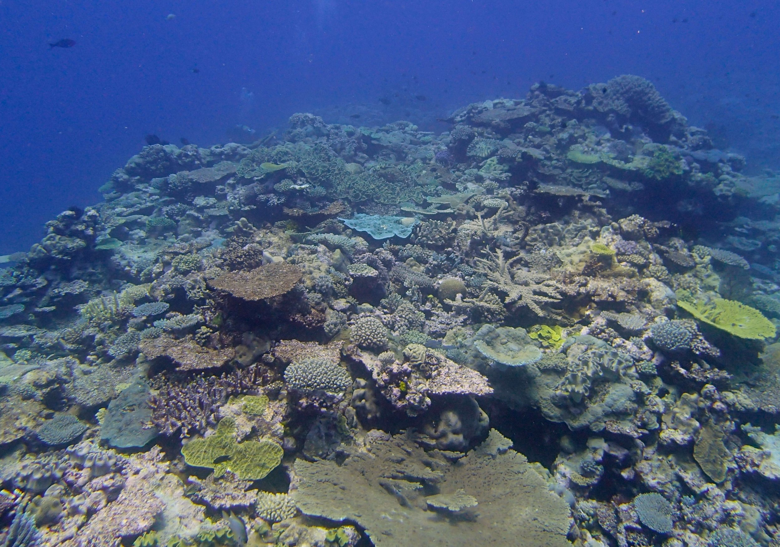 11-11-2013 Portail Atoll.jpg