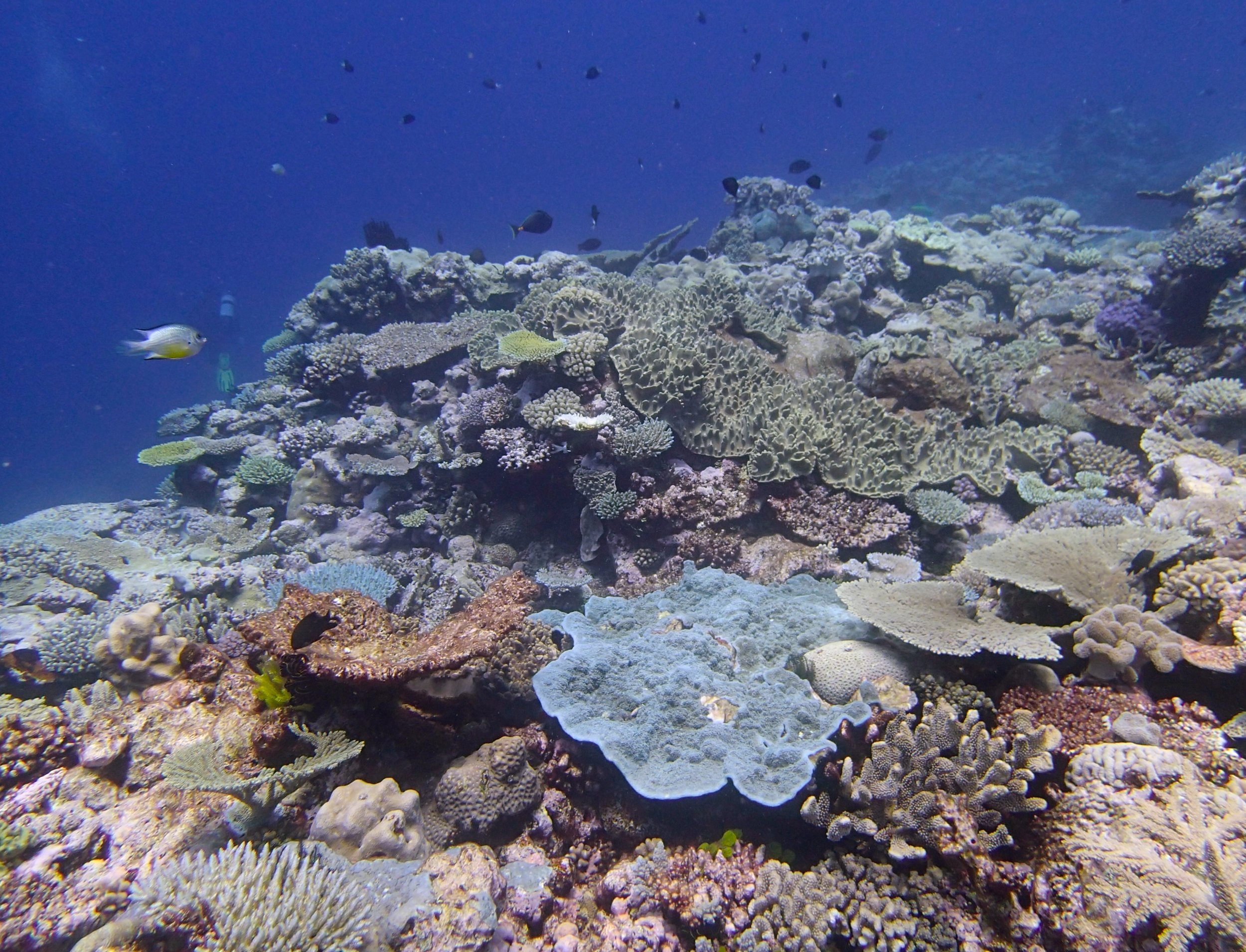 2nd dive at Portail atoll.jpg