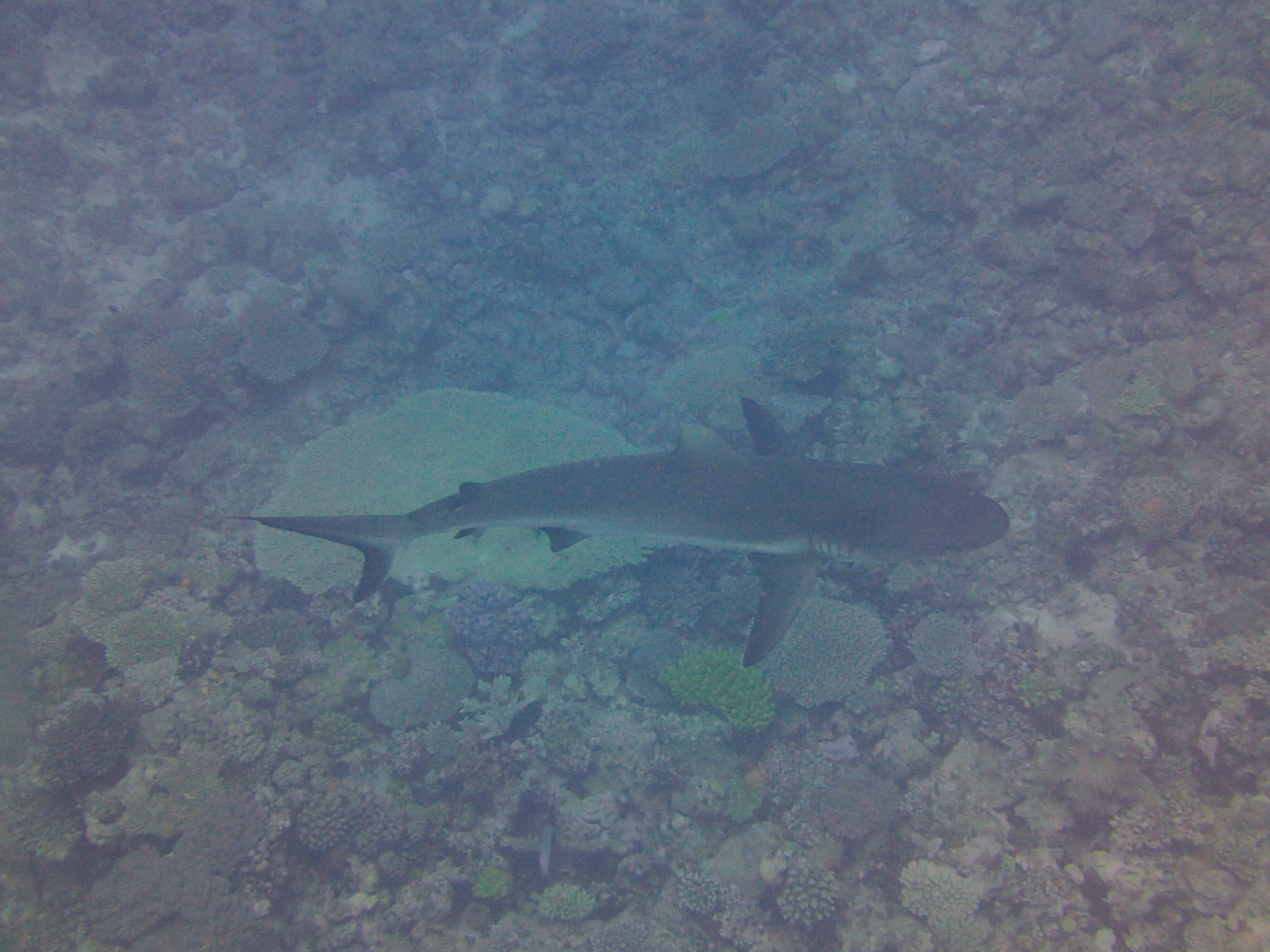 grey reef shark (1).jpg