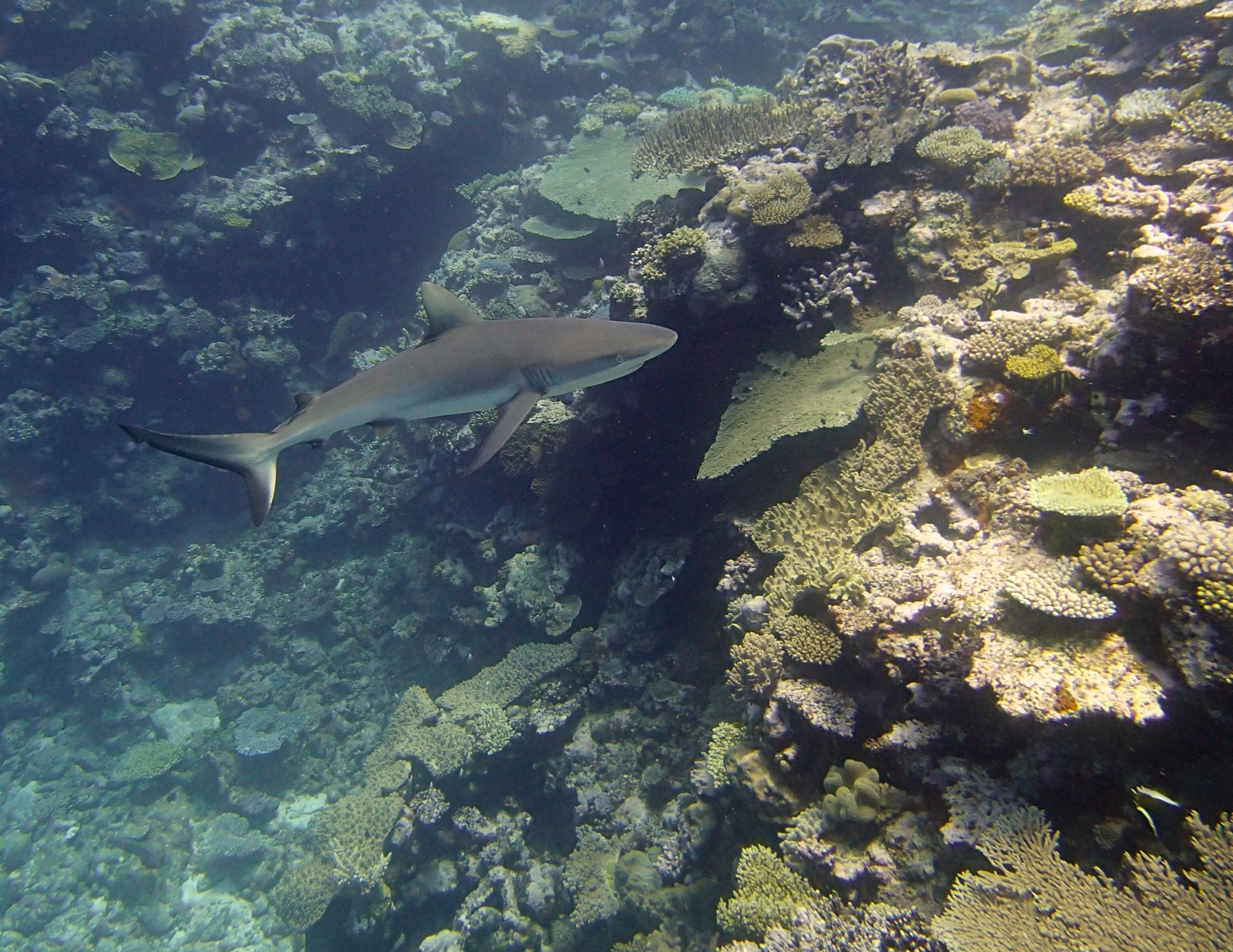 grey reef shark.jpg