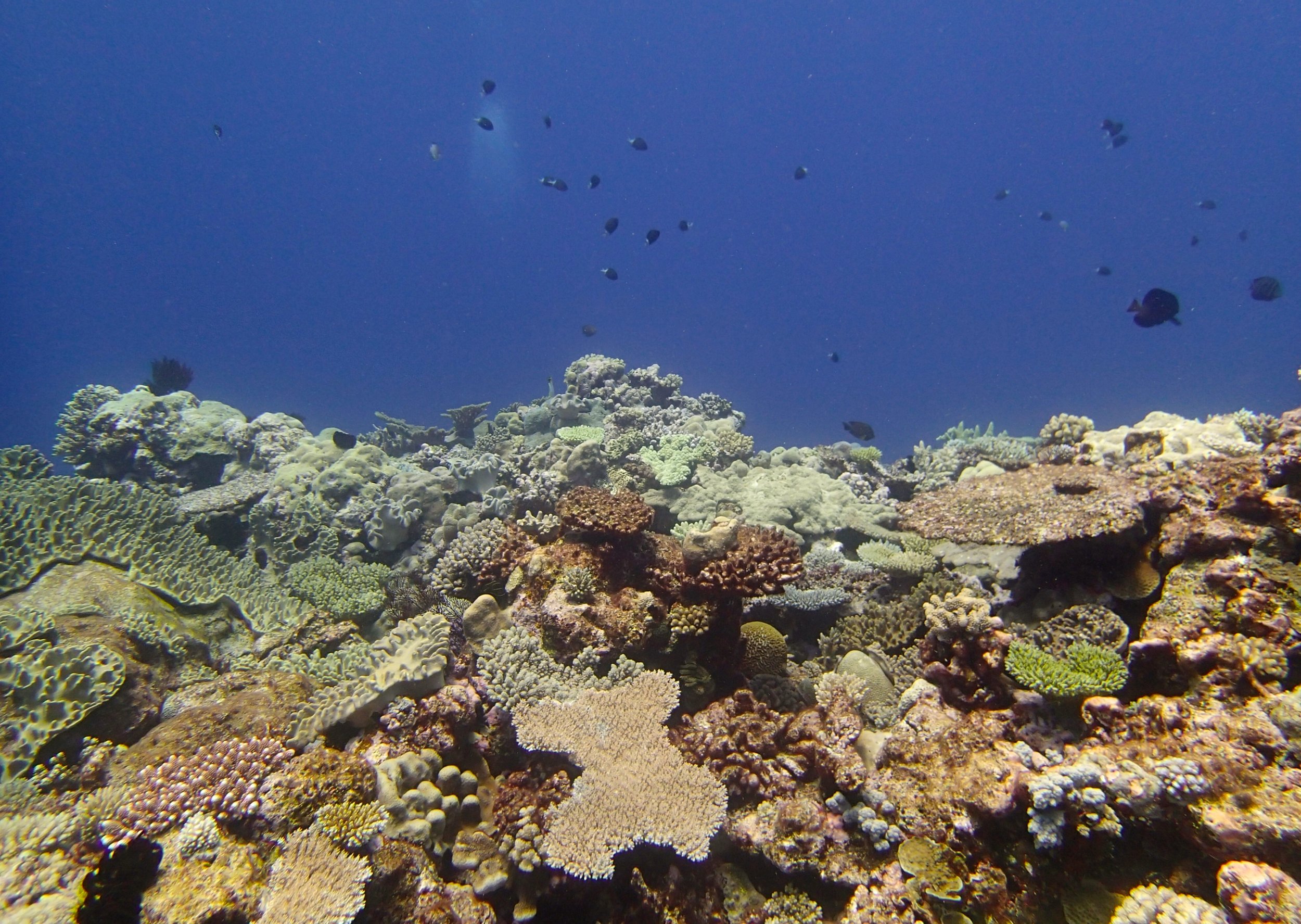 high coral cover.jpg