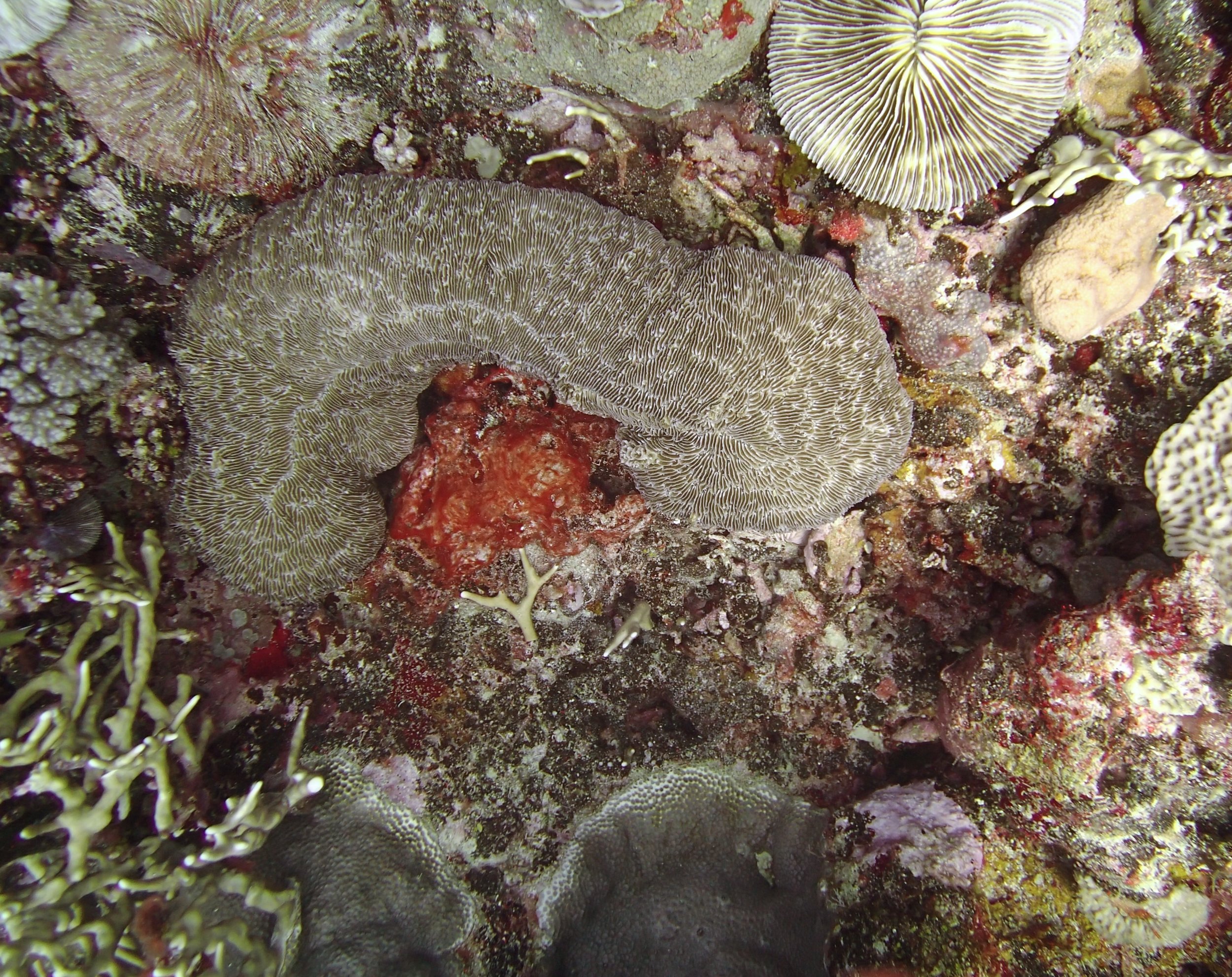 phallic coral.jpg