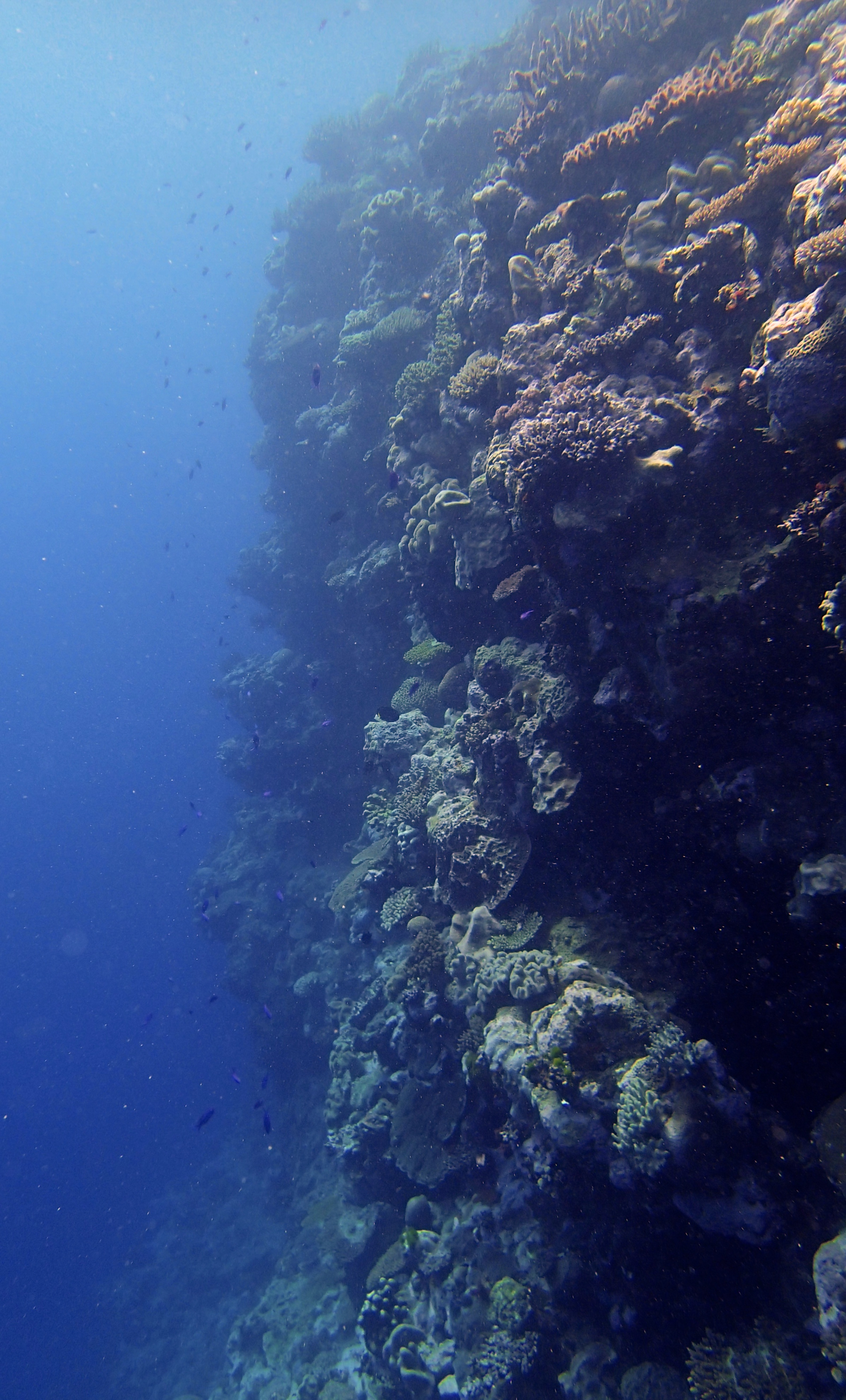 coral wall.jpg